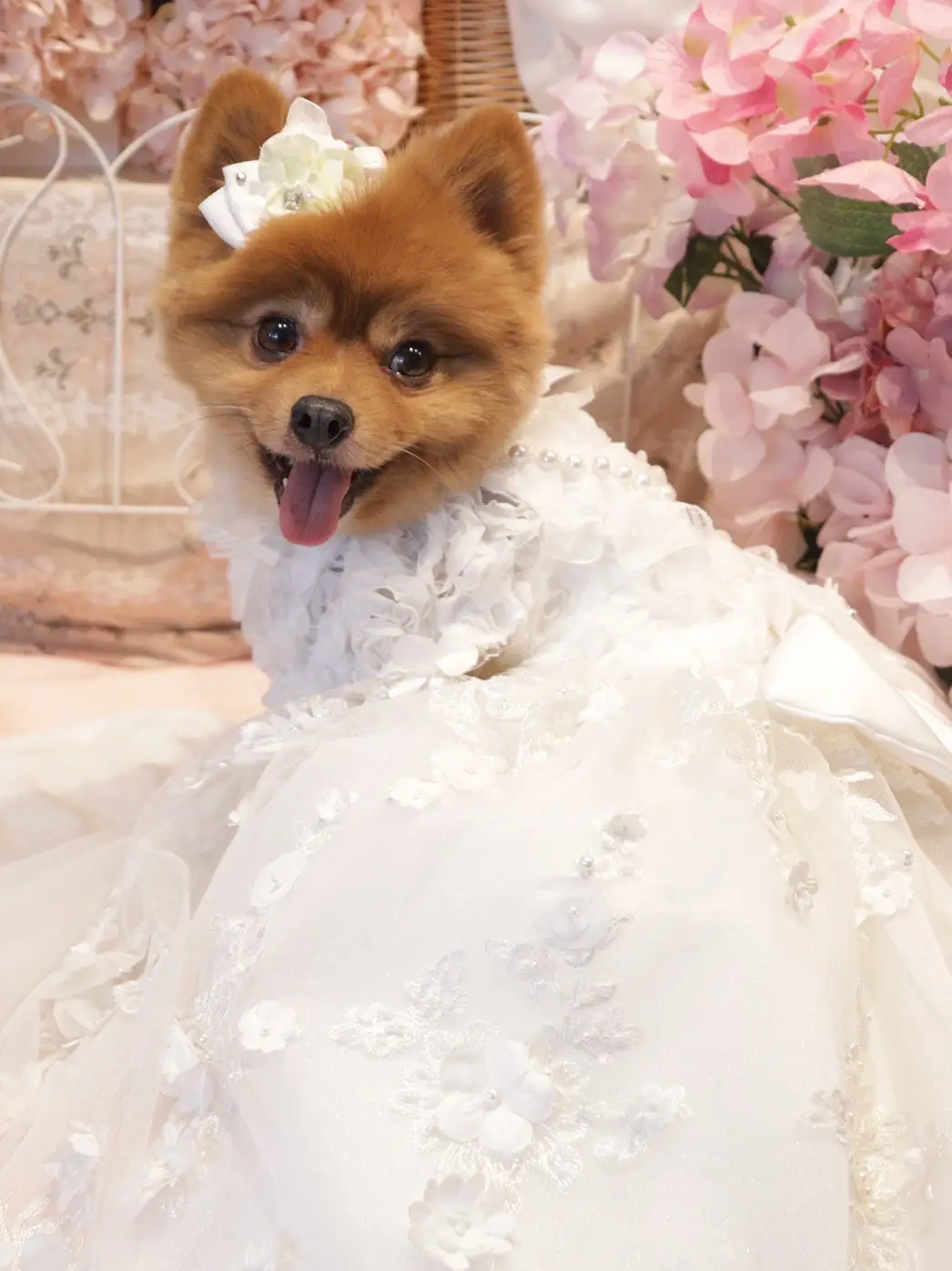 Pomeranian wedding outlet dress