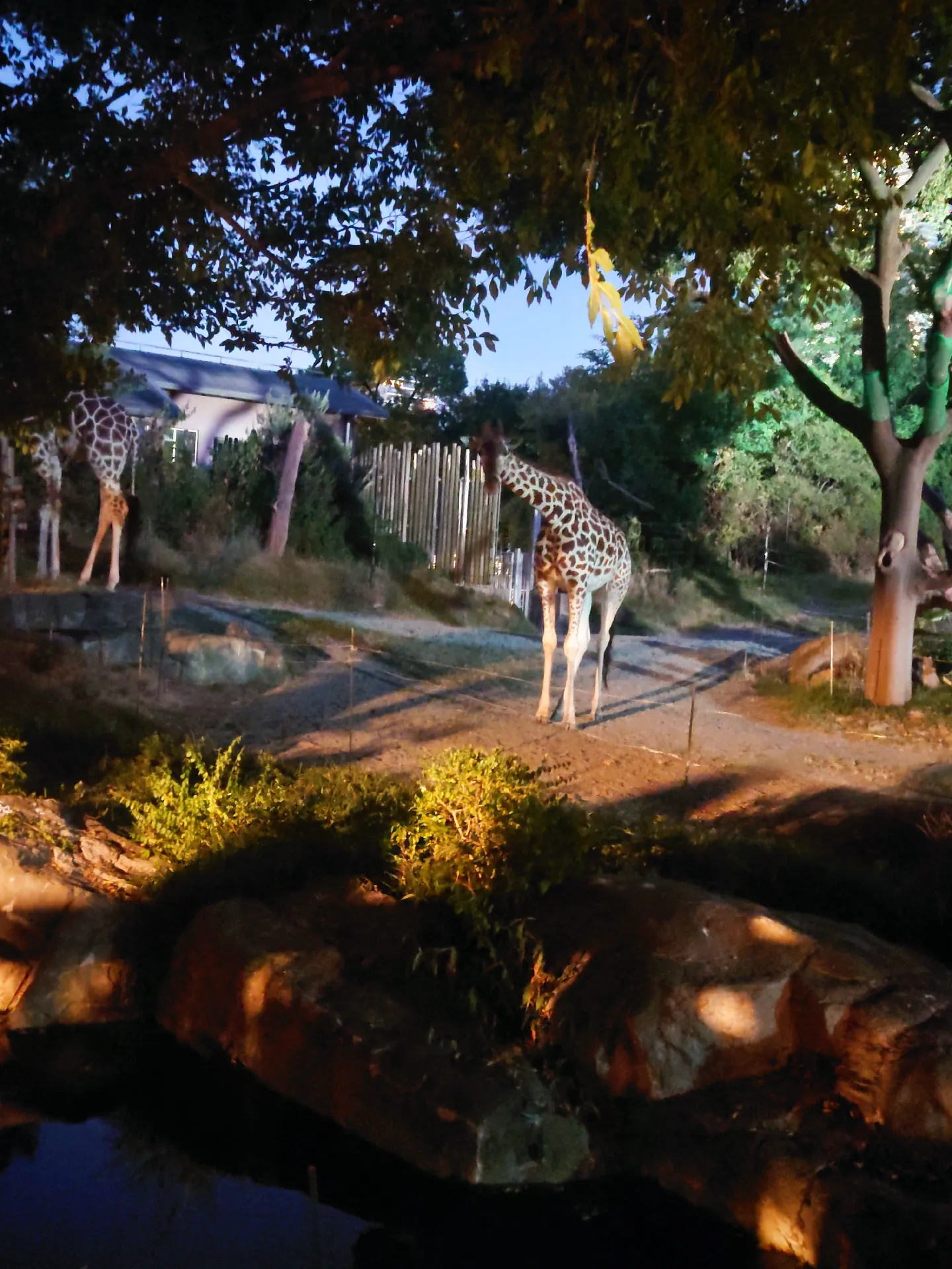 2024年の天王寺動物園 ナイトズーのアイデア19選