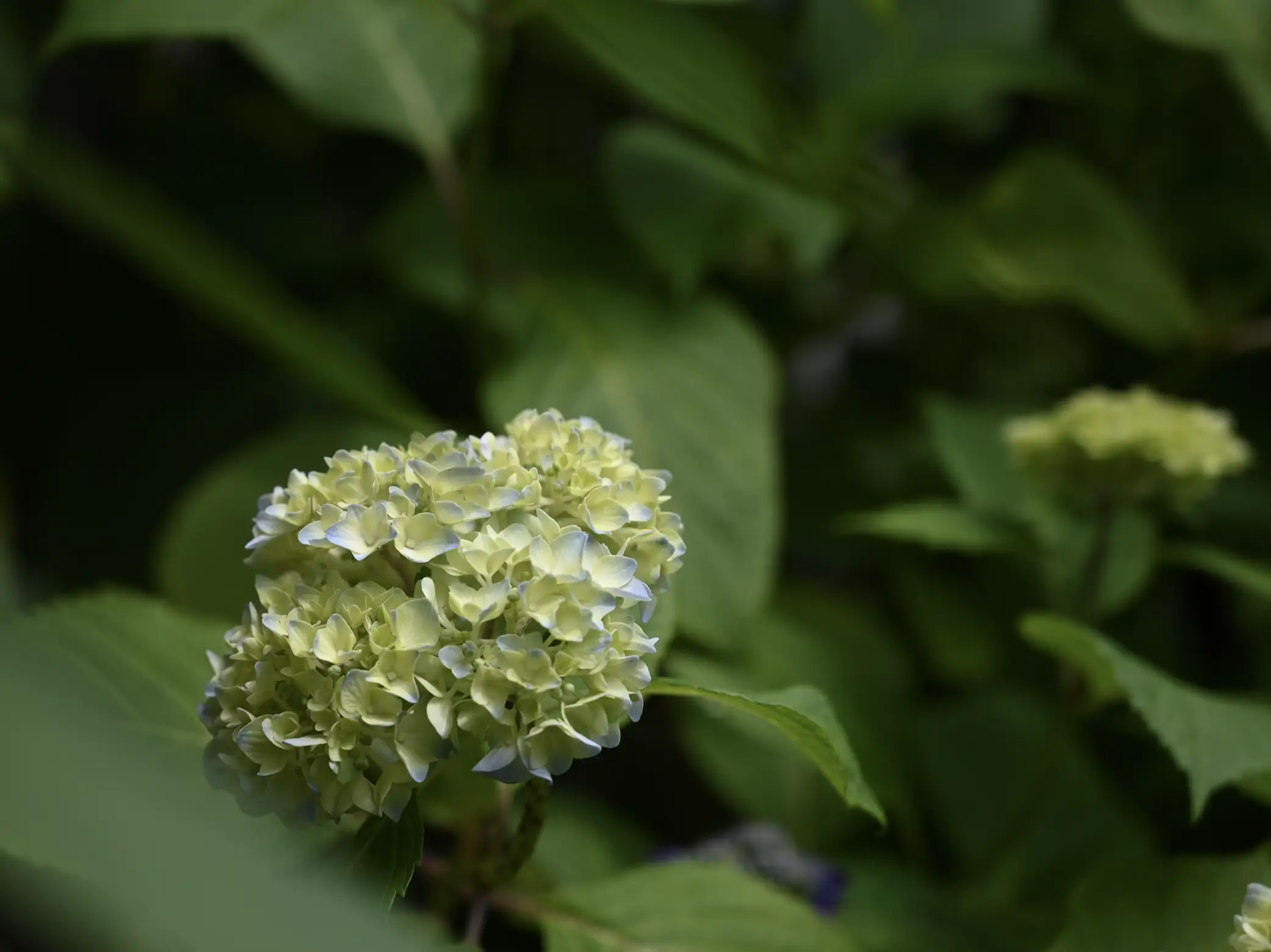 庭の仲間達、てんとう虫見つけた！ | mika.mが投稿したフォトブック | Lemon8