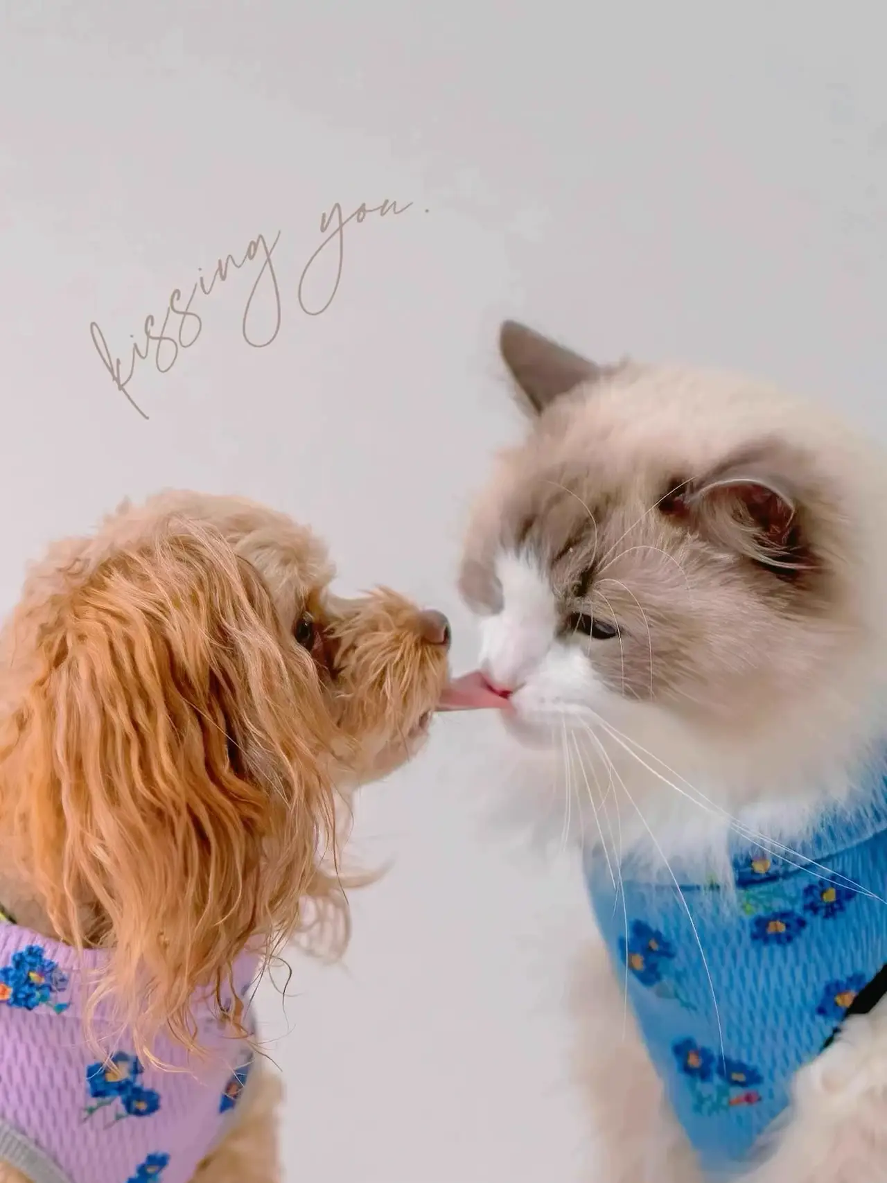 犬にキスされた猫🐶💗🐱 | ぱるのえ♡北海道で暮らす犬と猫が投稿した