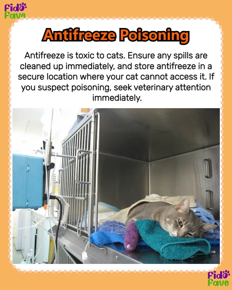 Avoiding Winter Poisoning for Pets Lemon8 Search