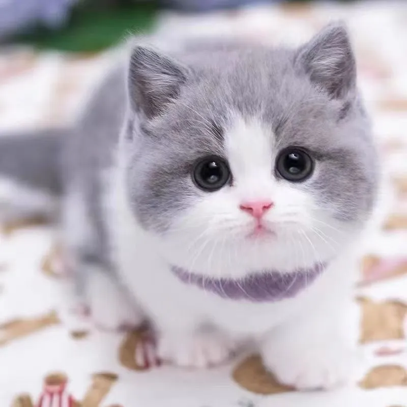 かわいい猫です💗 | ブランド品💞最安＄値！が投稿したフォトブック  