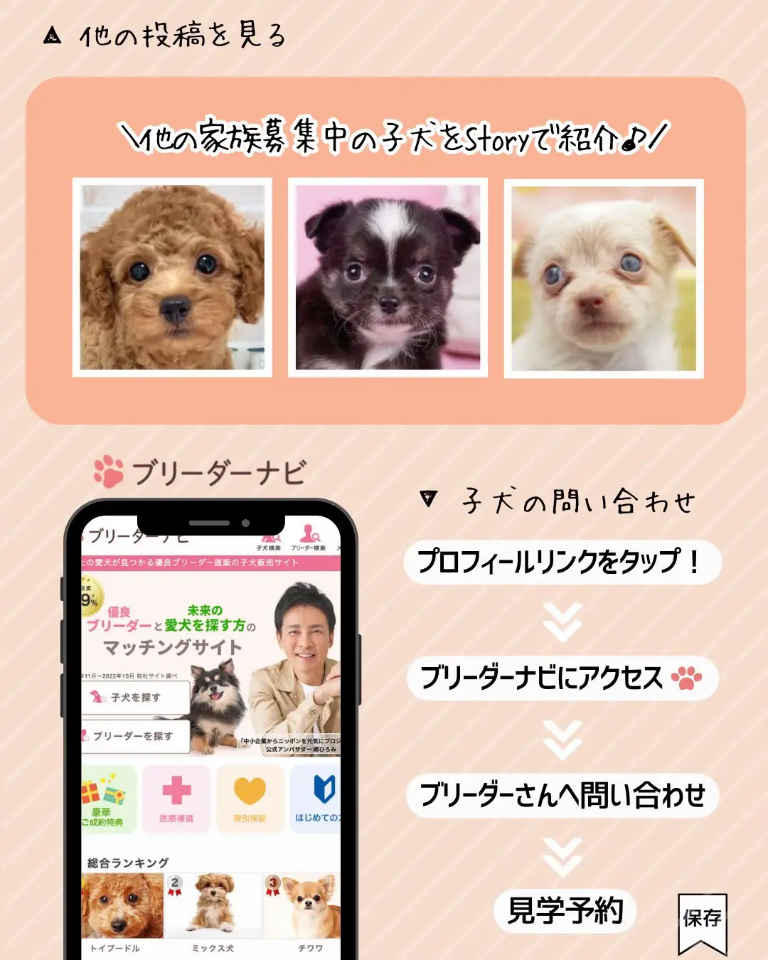 8月最新】家族募集中🐶ボーダーコリーの子犬 | ブリーダーナビ🐶わんこ