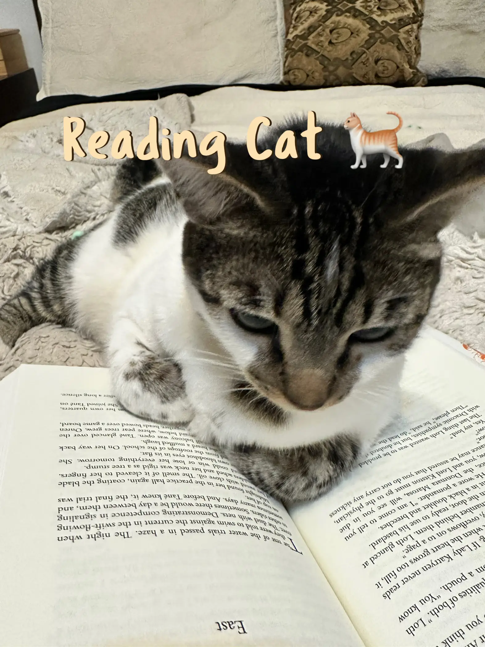 I Am a Cat (Board Book)