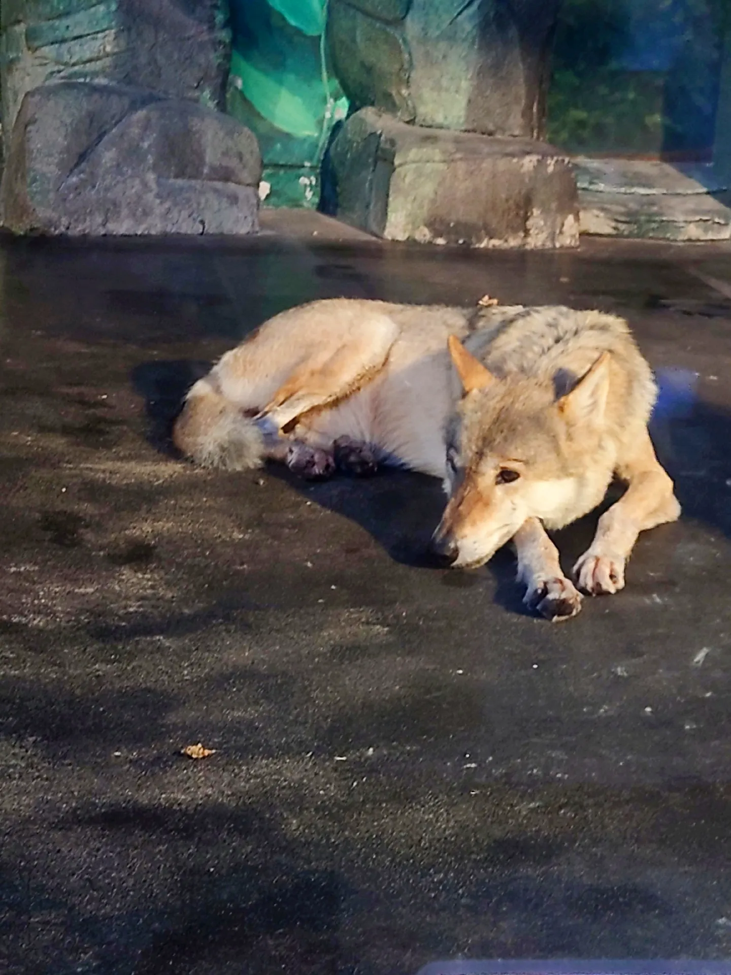 2024年の天王寺動物園 ナイトズーのアイデア19選