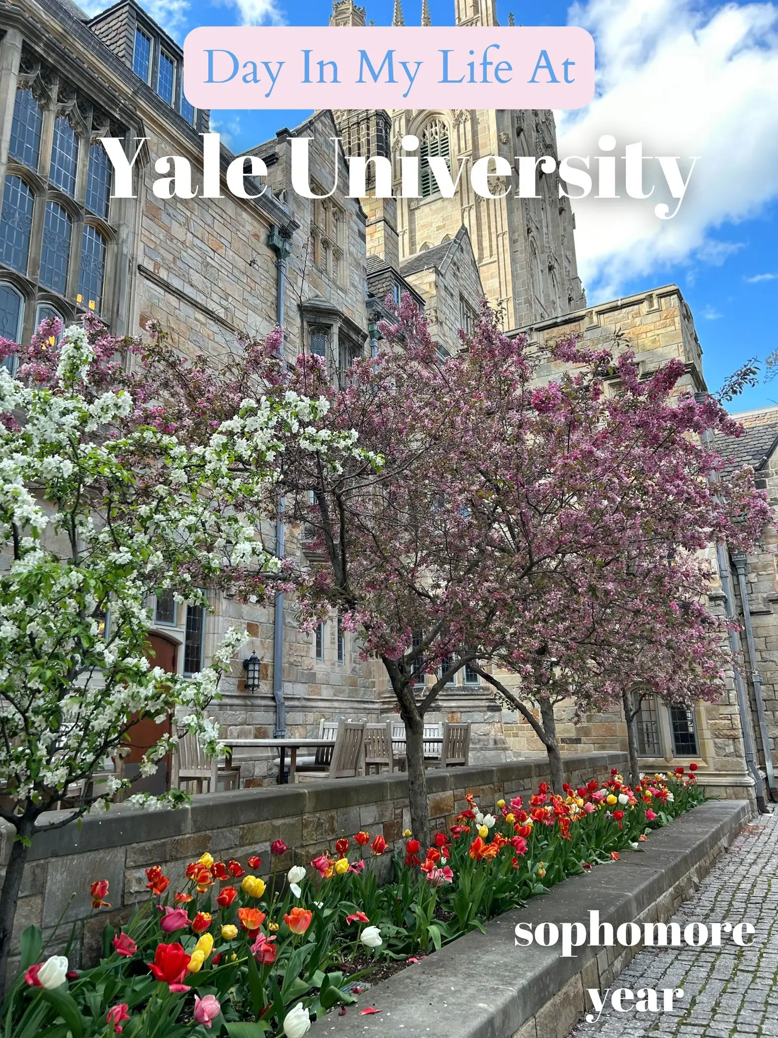 Life at Yale  Yale University