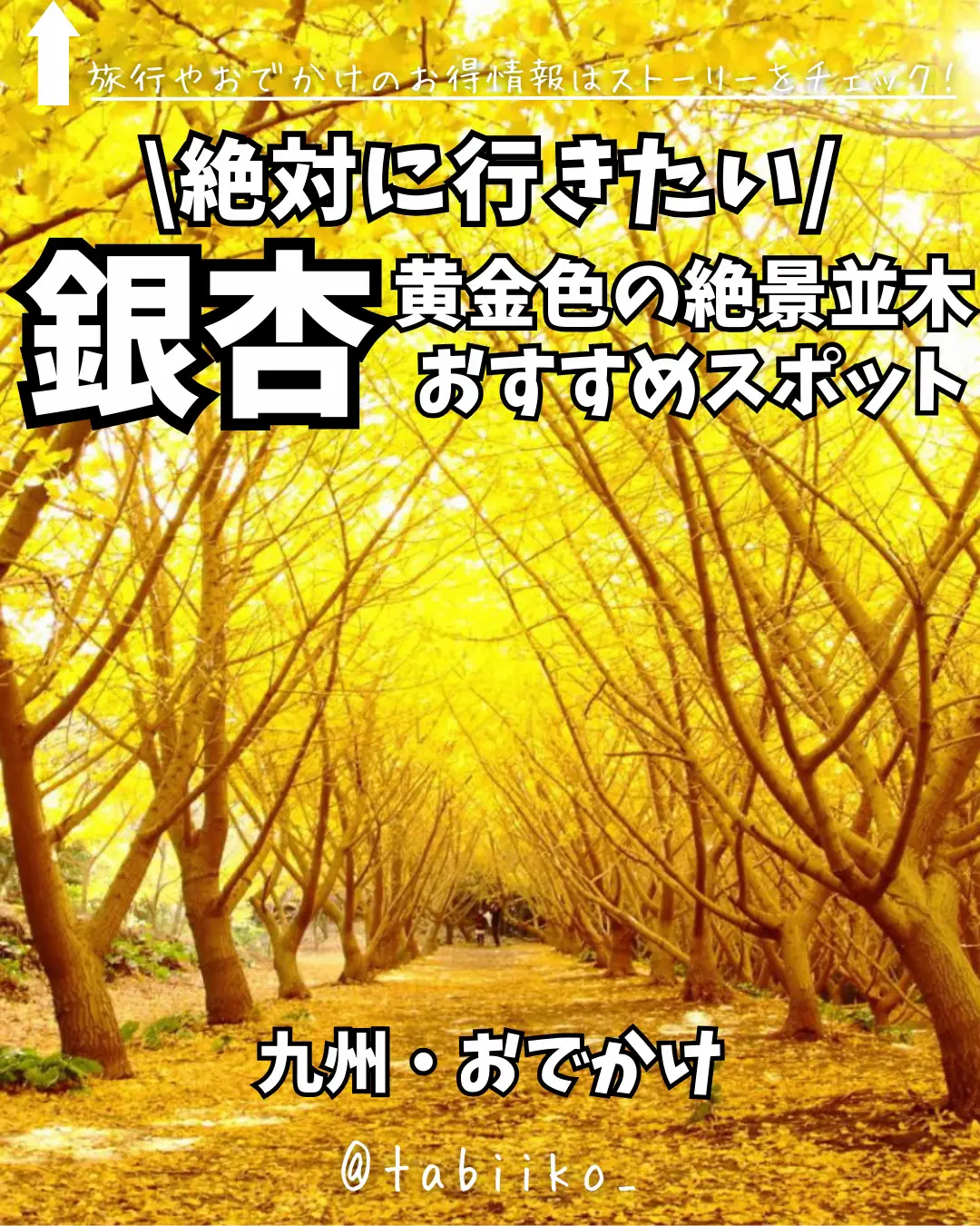 絶対に行きたい‼️黄金色の絶景並木、おすすめ銀杏スポット