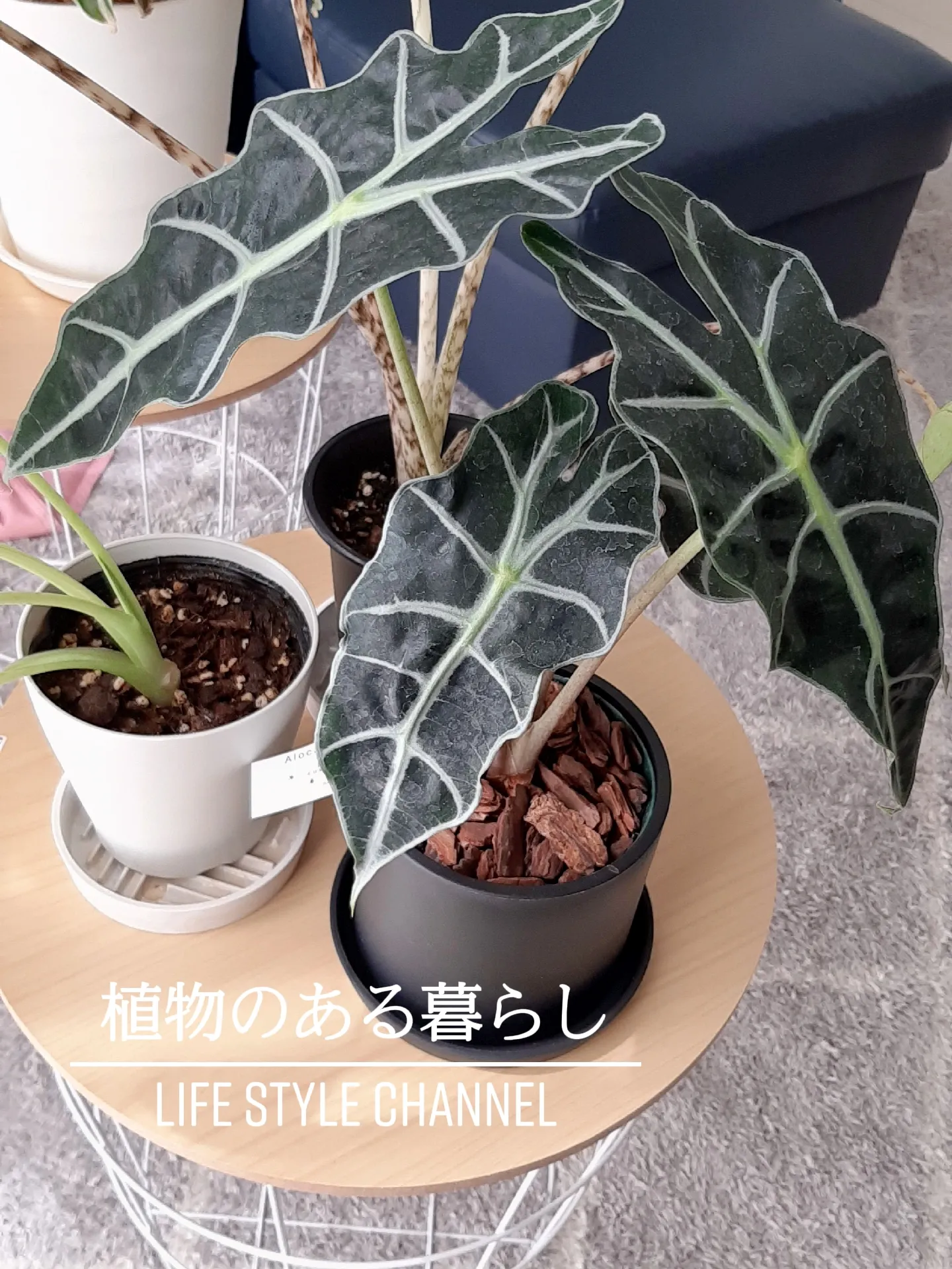 アロカシア ゼブリナ‼️希少品❣️7号鉢 ① - 植物/観葉植物