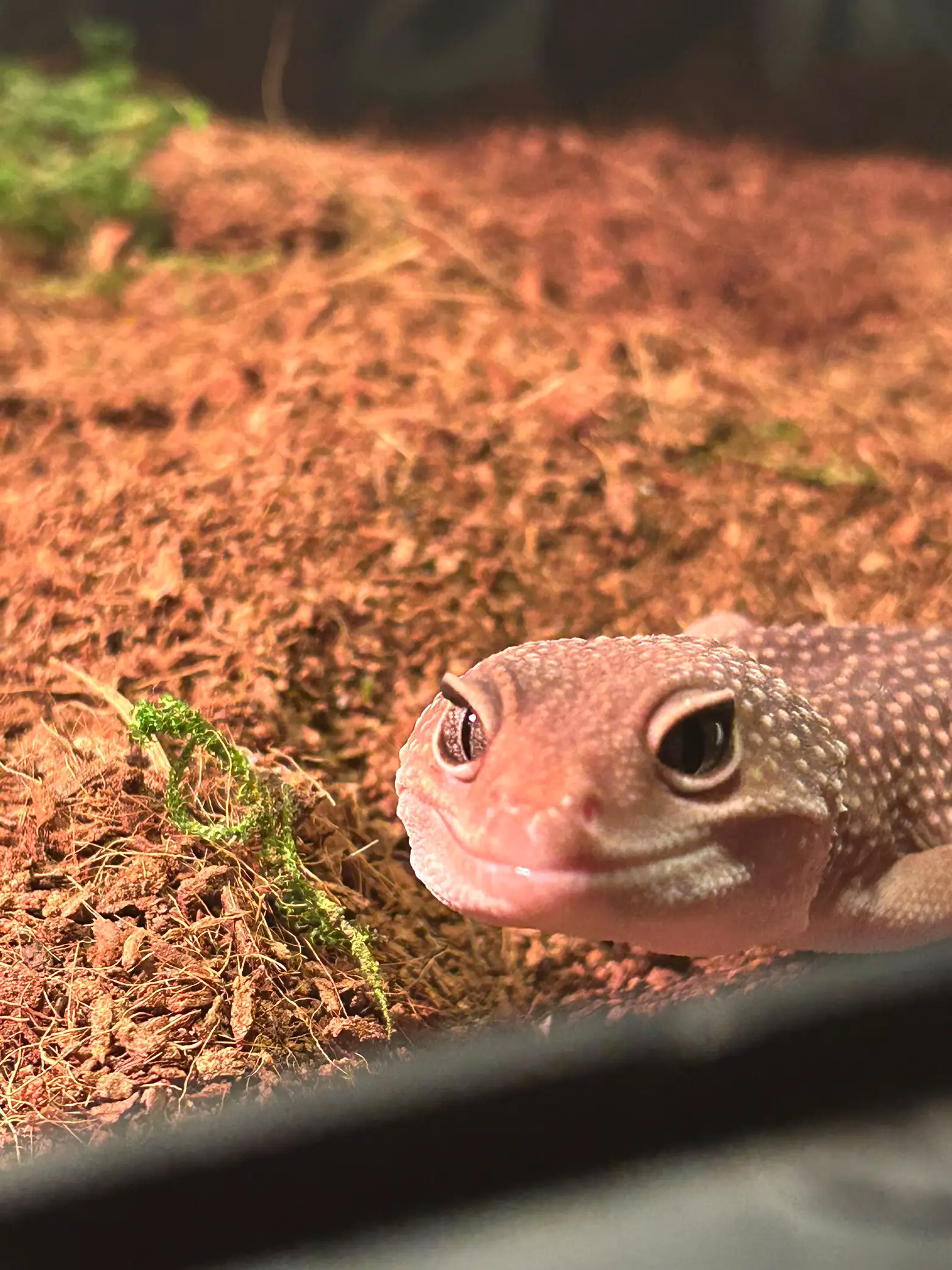 Leopard clearance gecko sweater