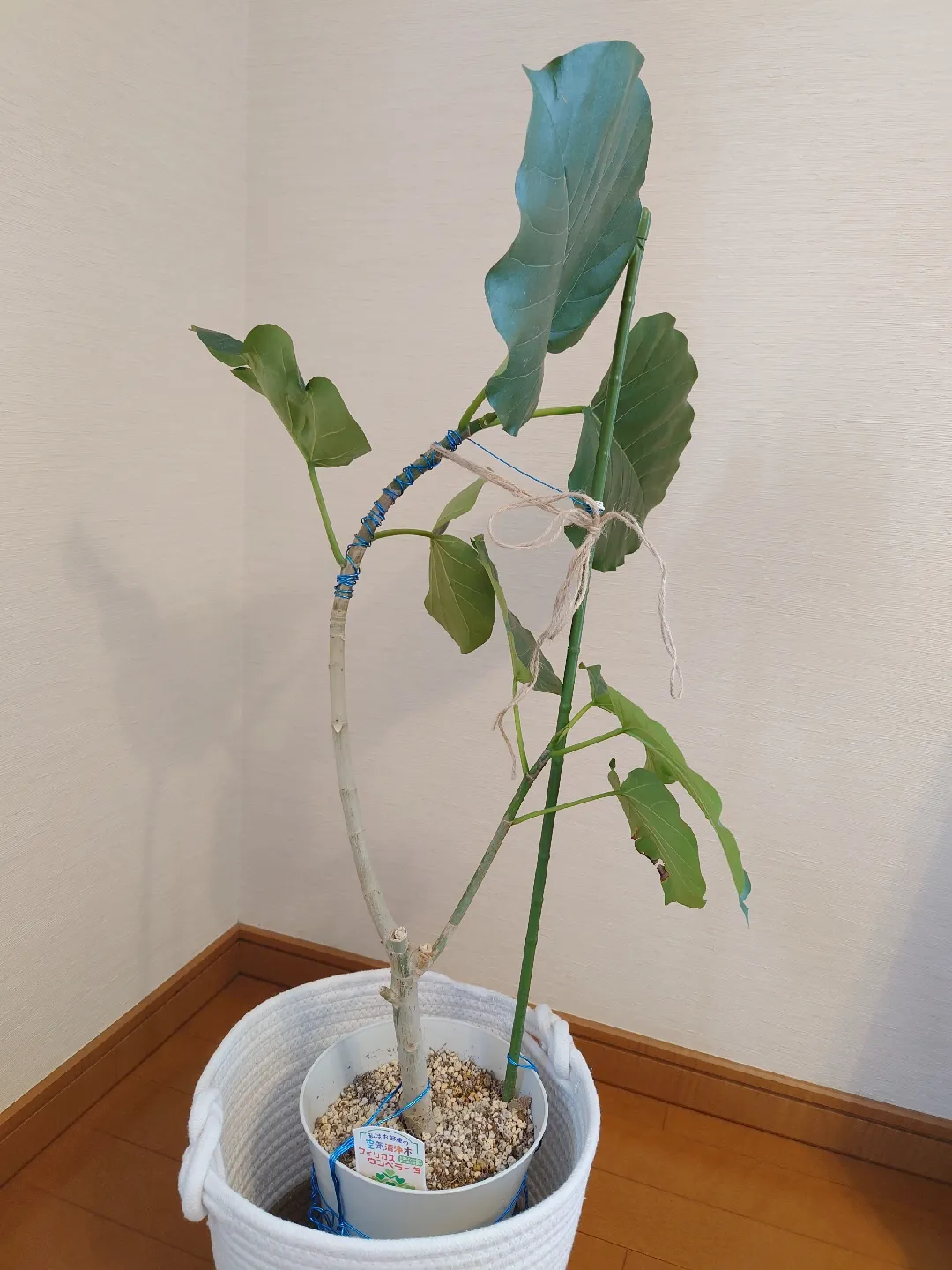 リビングに大型観葉植物ウンベラータをシンボリツリーにしてみる🌿 | planteria_roomが投稿したフォトブック | Lemon8