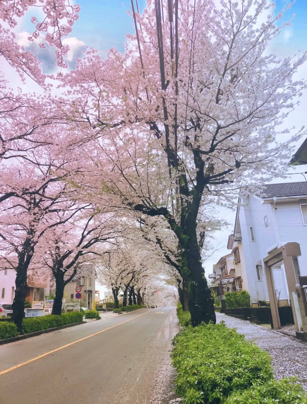 桜の花言葉「精神美」「優美な女性」「純潔」🌸 | ルギ@IT企業OL ...