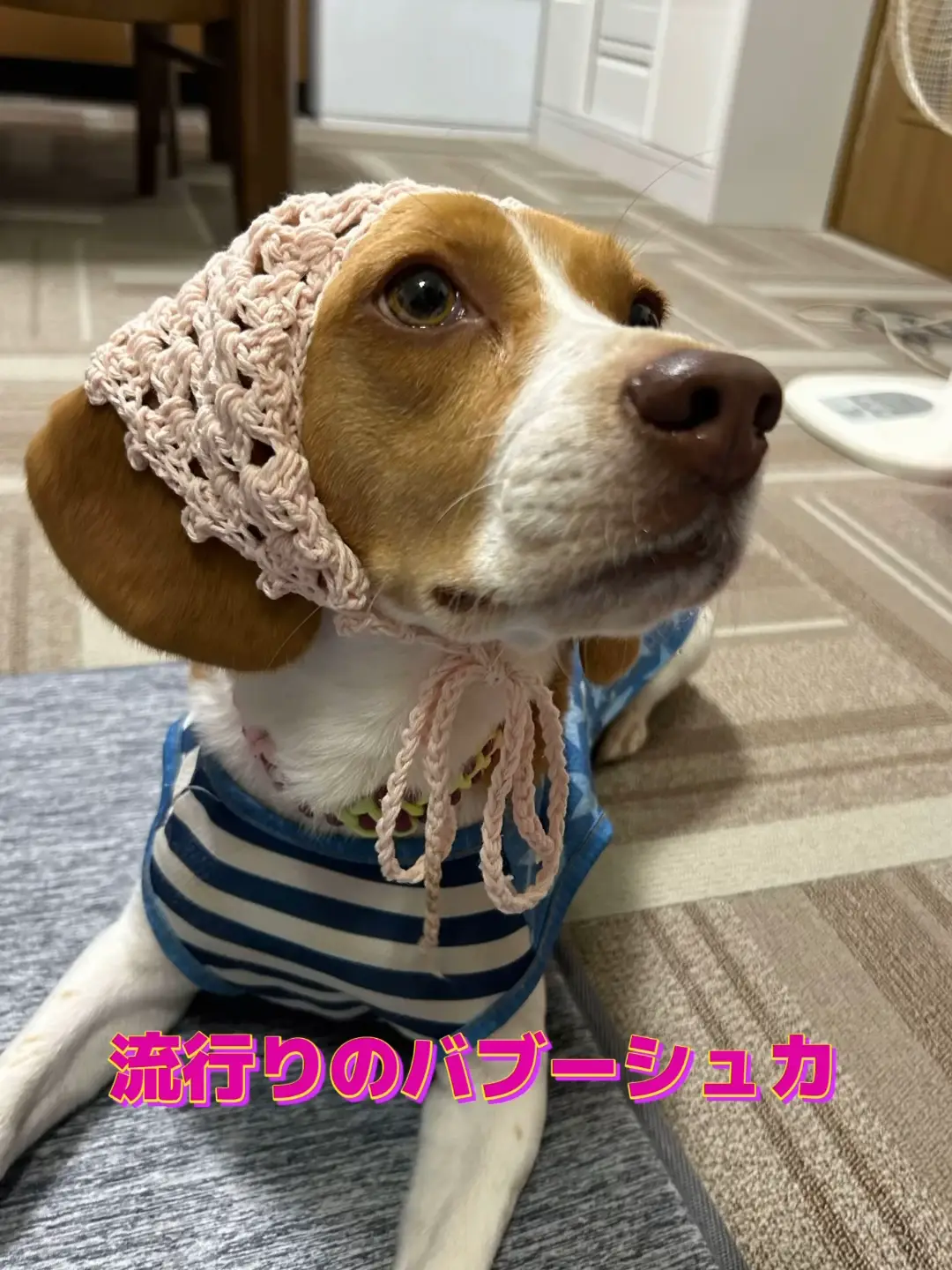 犬服 スイカ柄キャミワンピ DM ハンドメイド 犬服 スイカ柄キャミワンピ DM ハンドメイド 女子流行りの