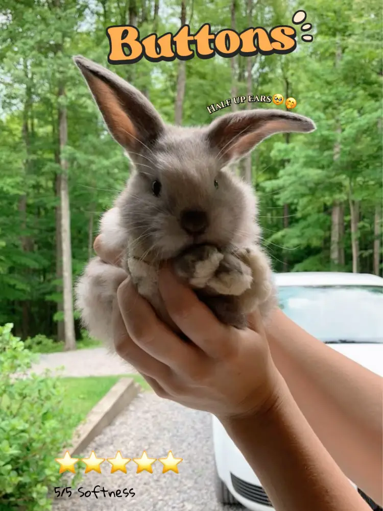 🐰✨ The Bouncing Bunny ✨🐰 (@the.bouncing.bunny) • Instagram photos and  videos
