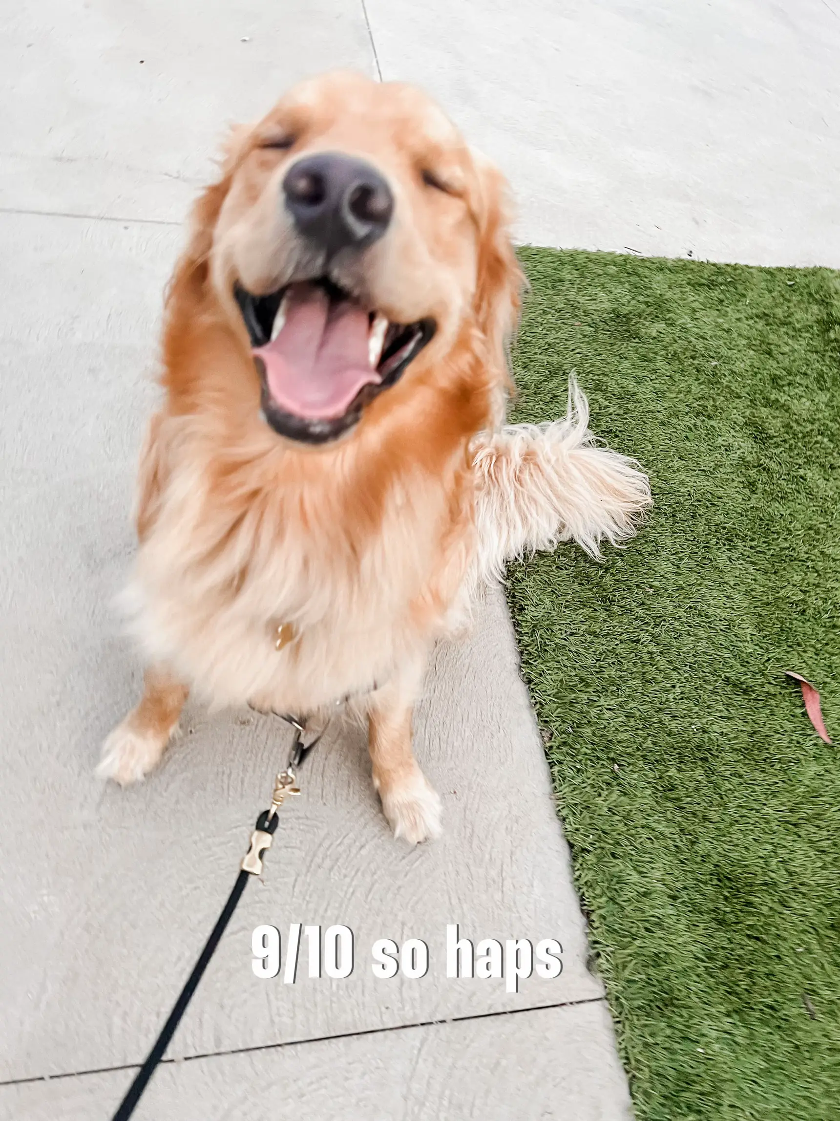 Golden Retriever's Huge Smile as the Sun Shines Through Window Melts Hearts