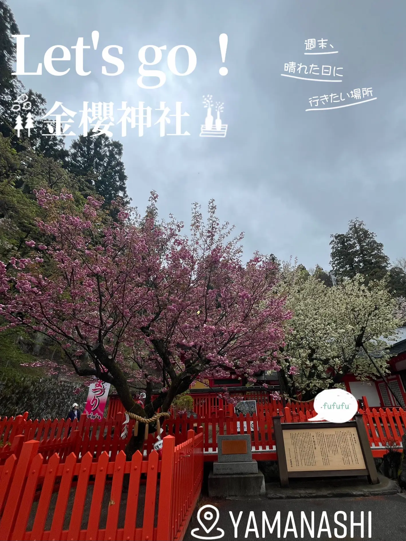 金櫻神社の桜が見頃 | かぁが投稿したフォトブック | Lemon8