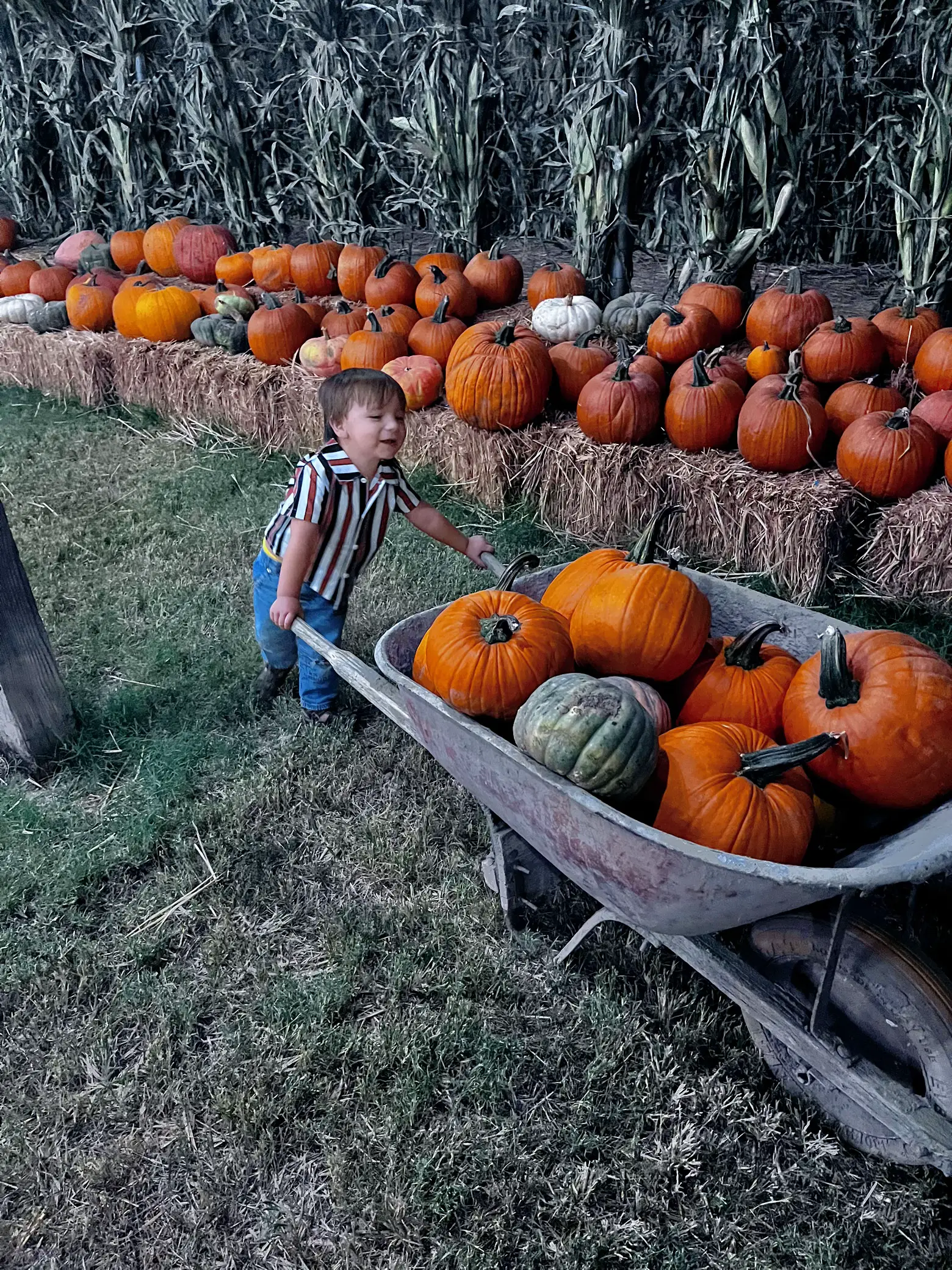 Mother Nature’s Farm Gallery posted by Jessica E Lemon8