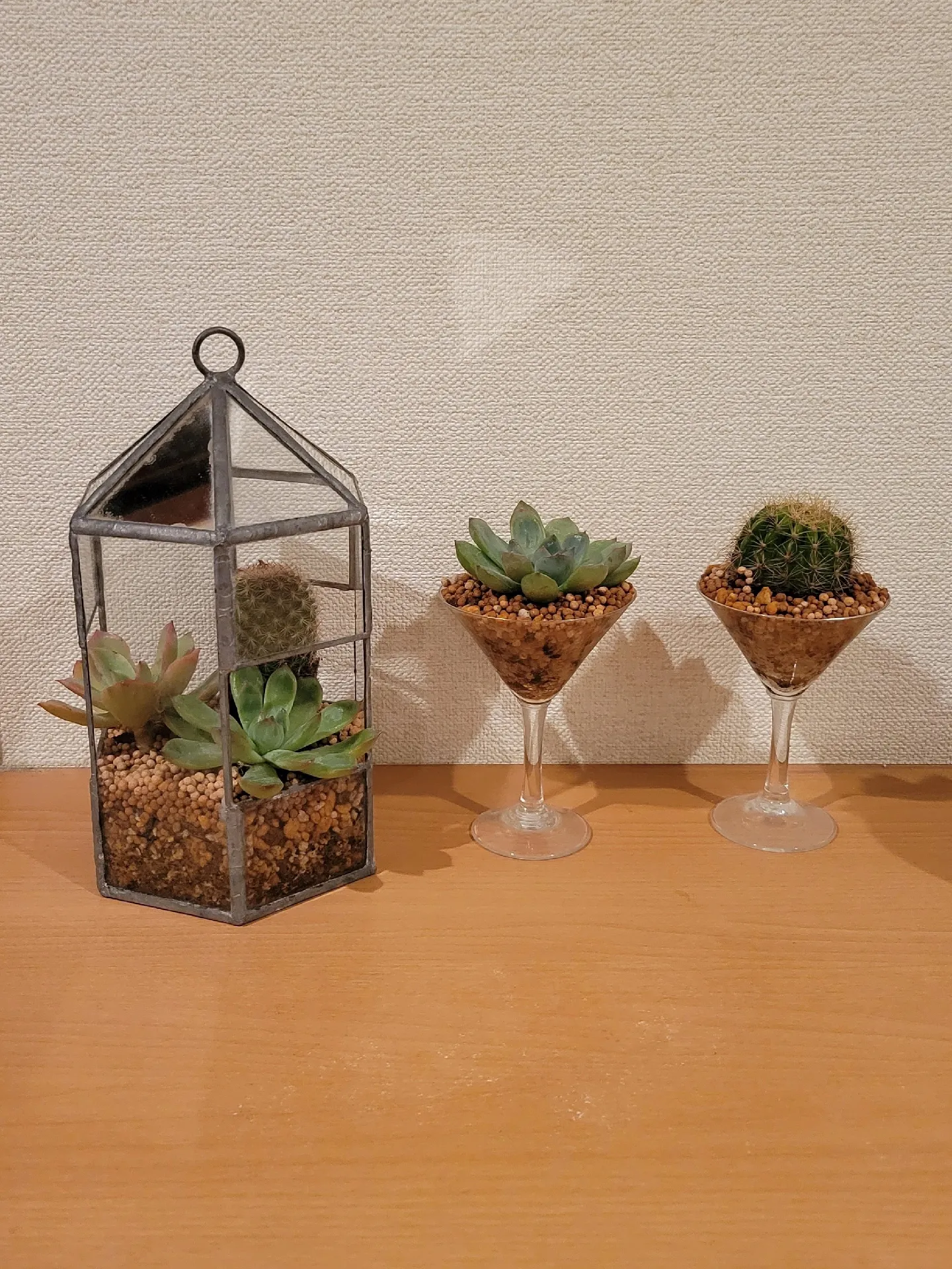 多肉植物 セダム⭐︎その他カット苗パック 15種類以上 1  