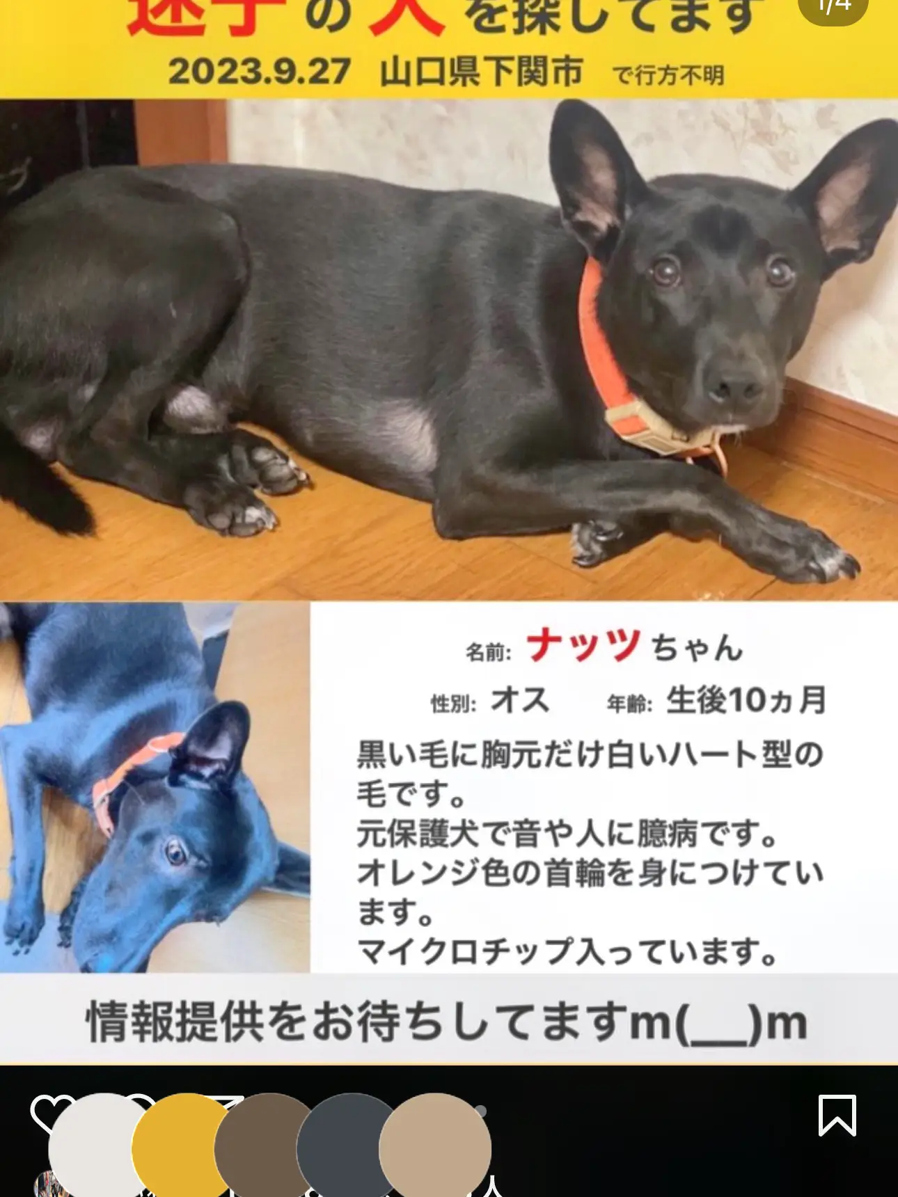 約、生後６ヶ月のオスの黒の柴犬です。里親に成ってくれる方を探しています。 公式