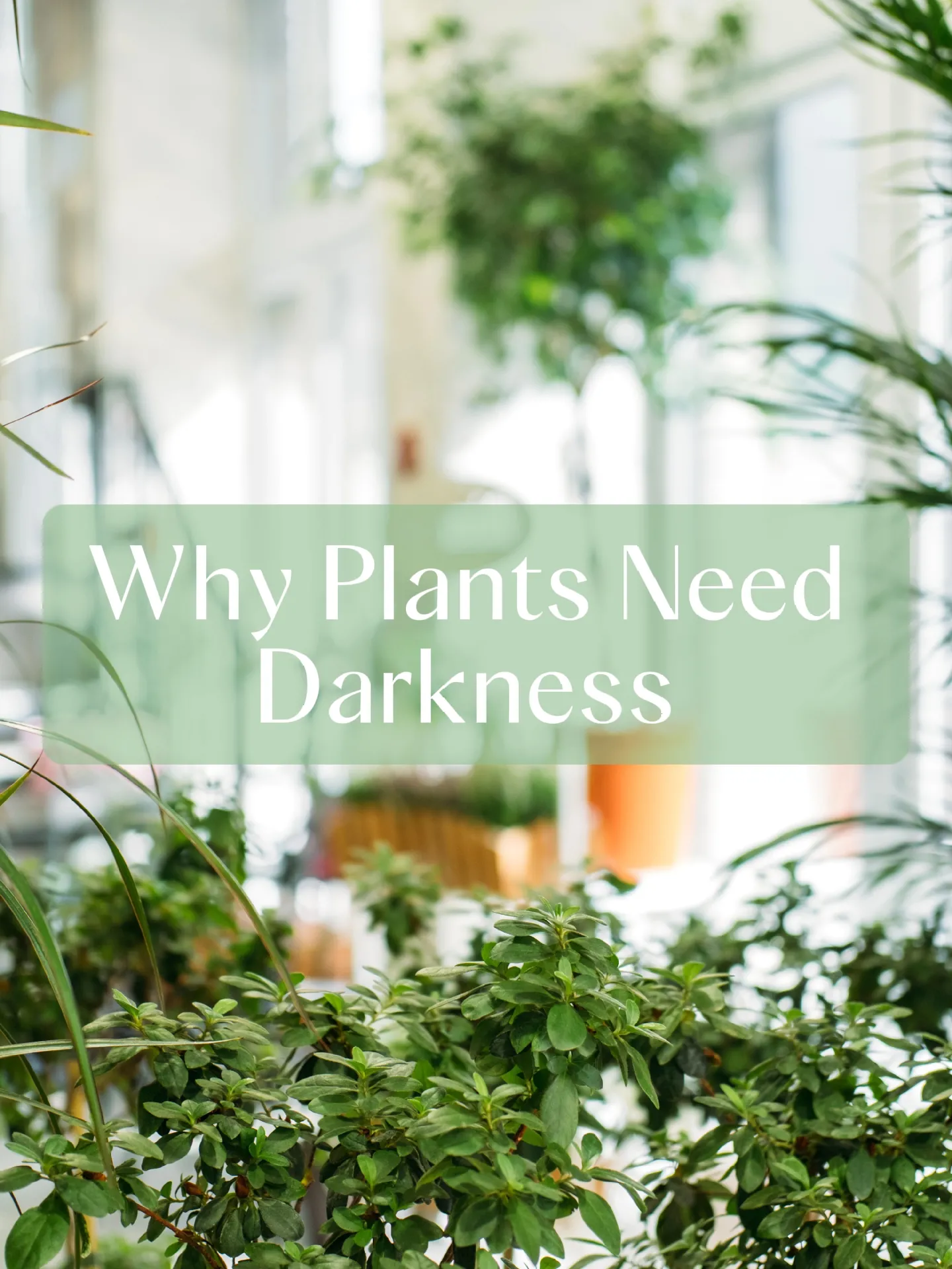 Turn Off Those Grow Lights!!! Gallery posted by Lemon8