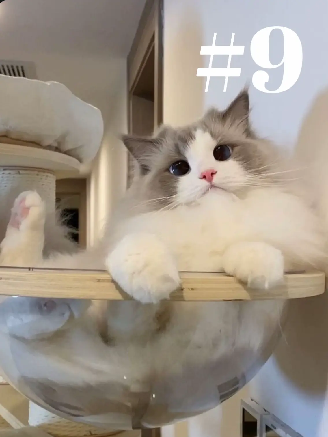 7 Things You Should Know About Ragdoll Cats, by Bom Gamer