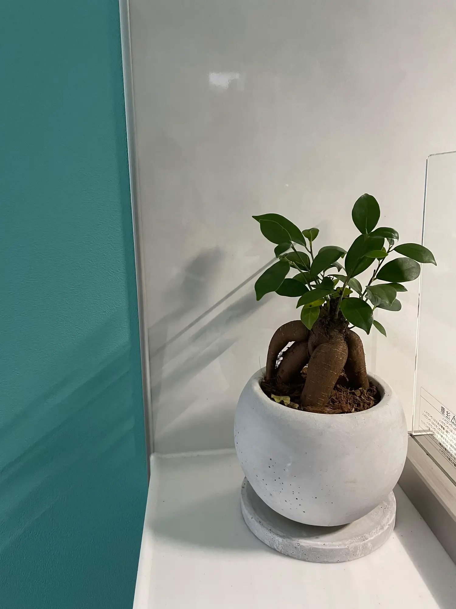 観葉植物のガジュマルさん🪴♡ | ティファニーブルーに囲まれて。が投稿したフォトブック | Lemon8