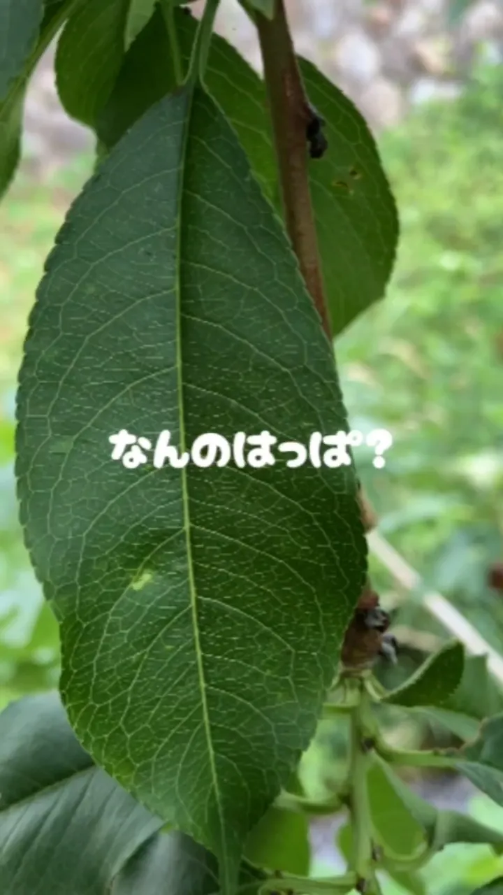 20gハッパ 草