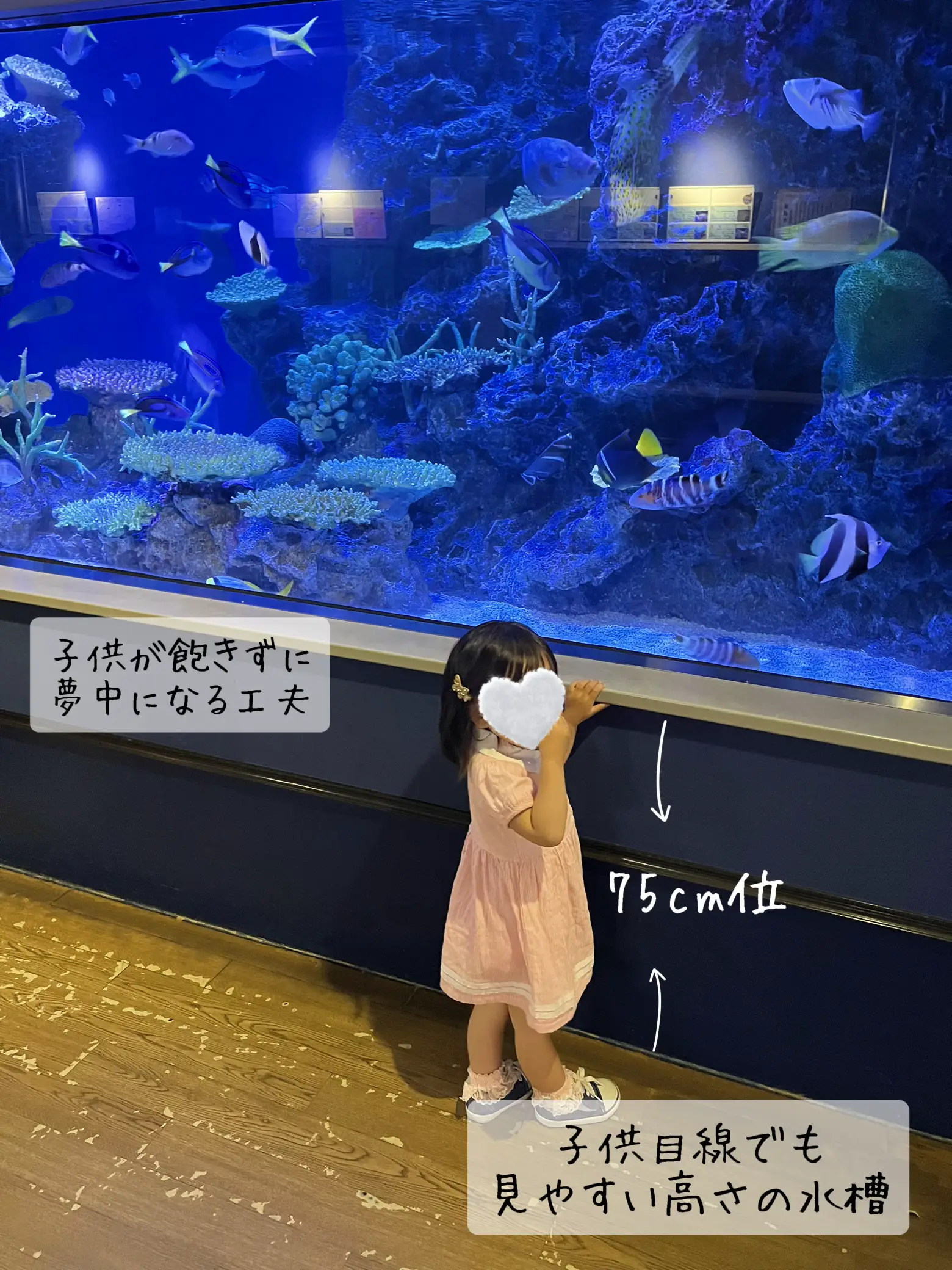 2024年の愛知県 水族館のアイデア20選