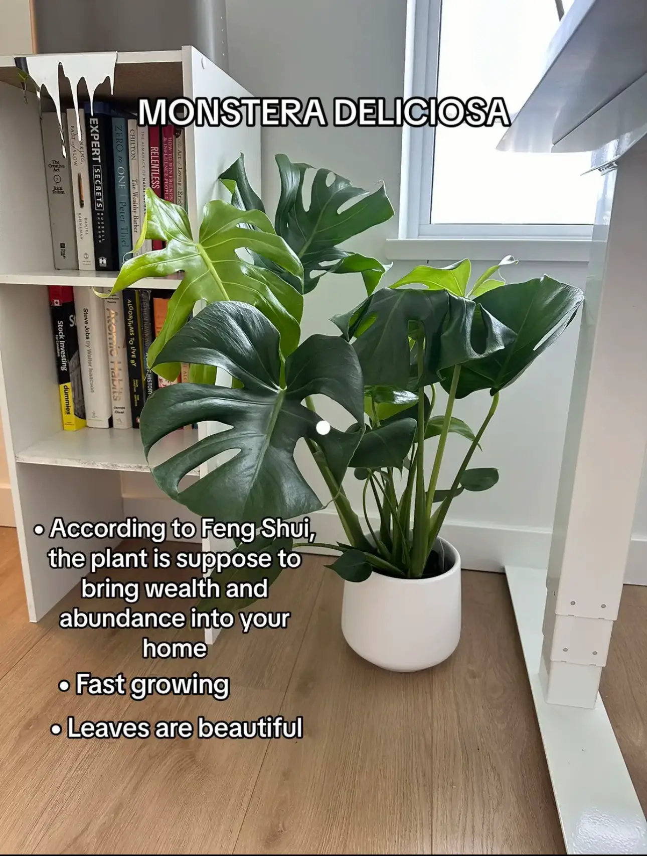 The Rare Houseplant Monstera Obliqua is Only for the Most Avid Plant Lov