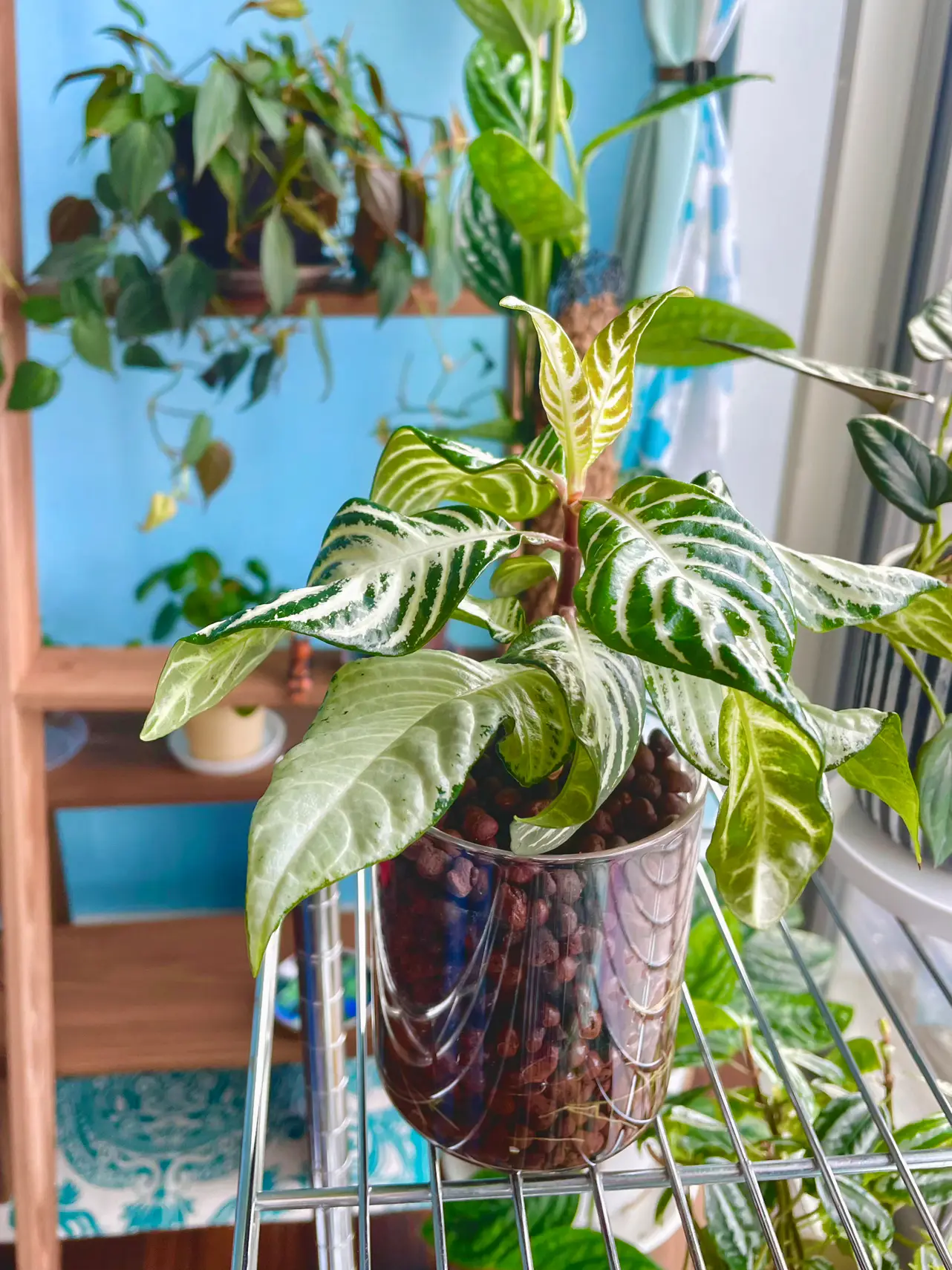 Styling your plants in water with copper wire