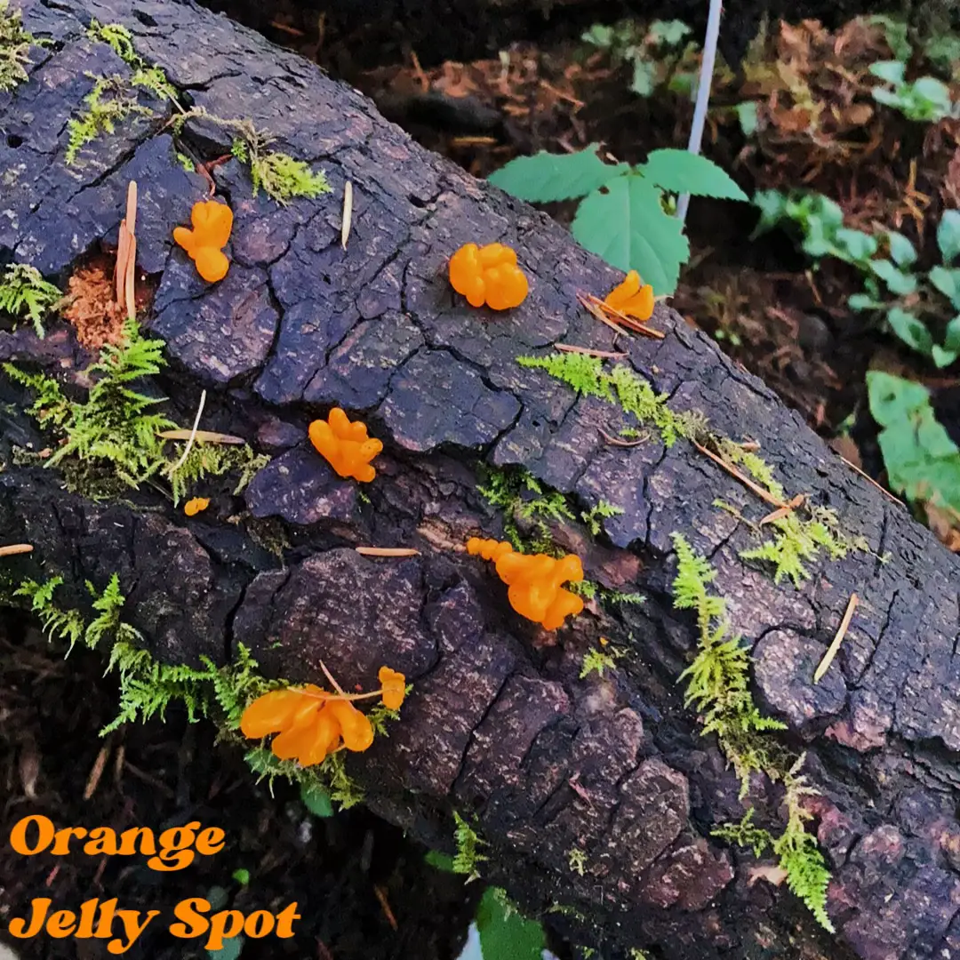 Orange Jelly Spot Gallery posted by Dyslexa Lemon8