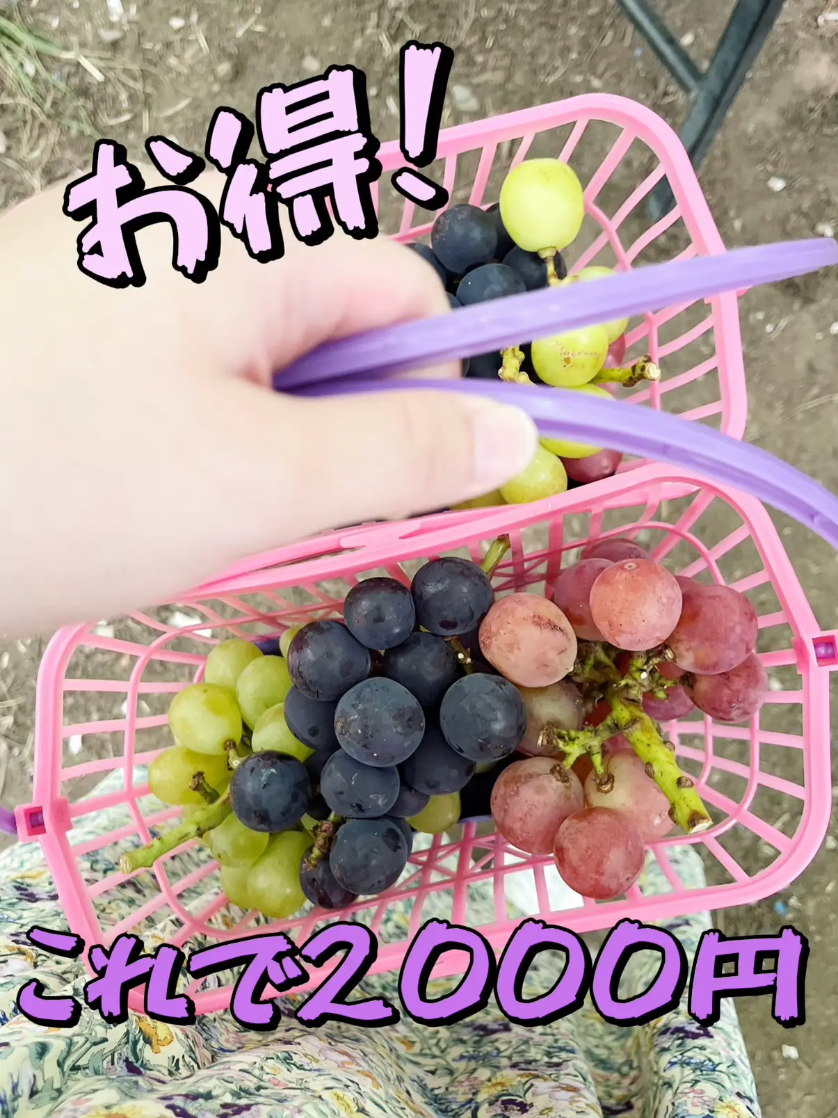 高級ぶどうを激安で買う方法🍇✨ | ゆうこが投稿したフォトブック | Lemon8