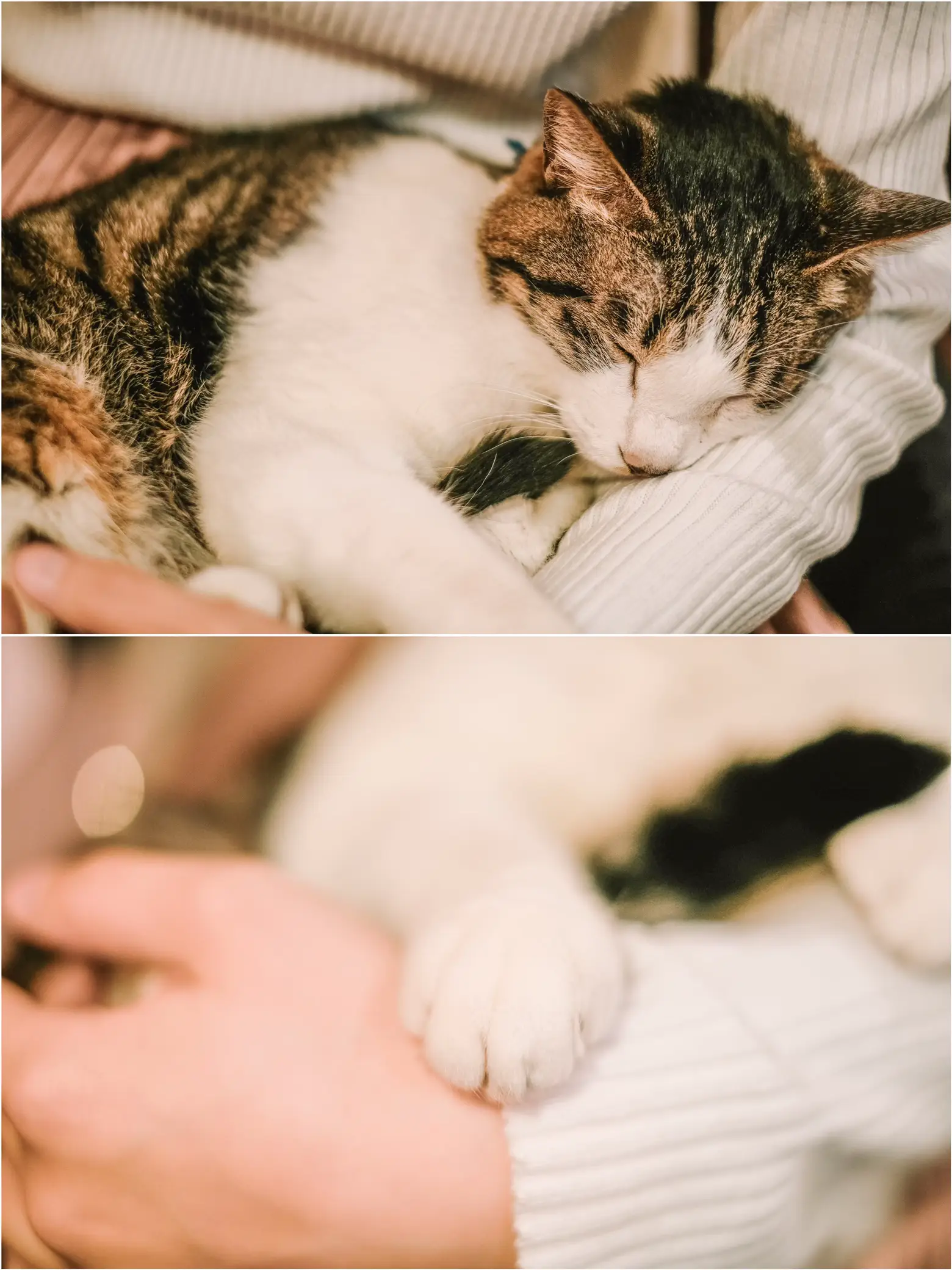 【東京】まるで絵本の世界😳📚✨看板猫ちゃんと過ごす癒しカフェ🫧🐈の画像 (2枚目)