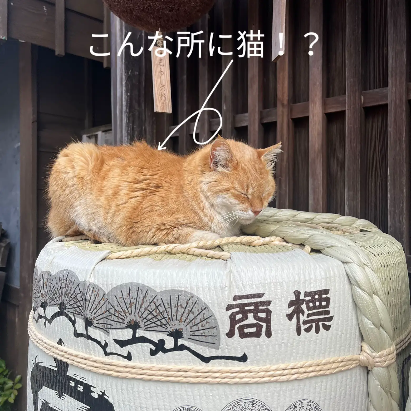 こんな所に猫！？ | 柴田燈威が投稿したフォトブック | Lemon8