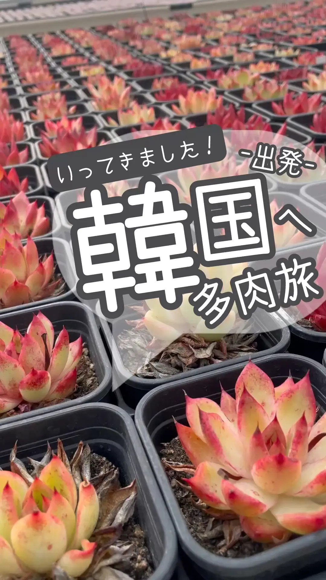 売却済み　　多肉植物 リエール苗　ブラックチップ リエールさんもおすすめ♡新品種♡ショータイム 韓国苗 多肉植物