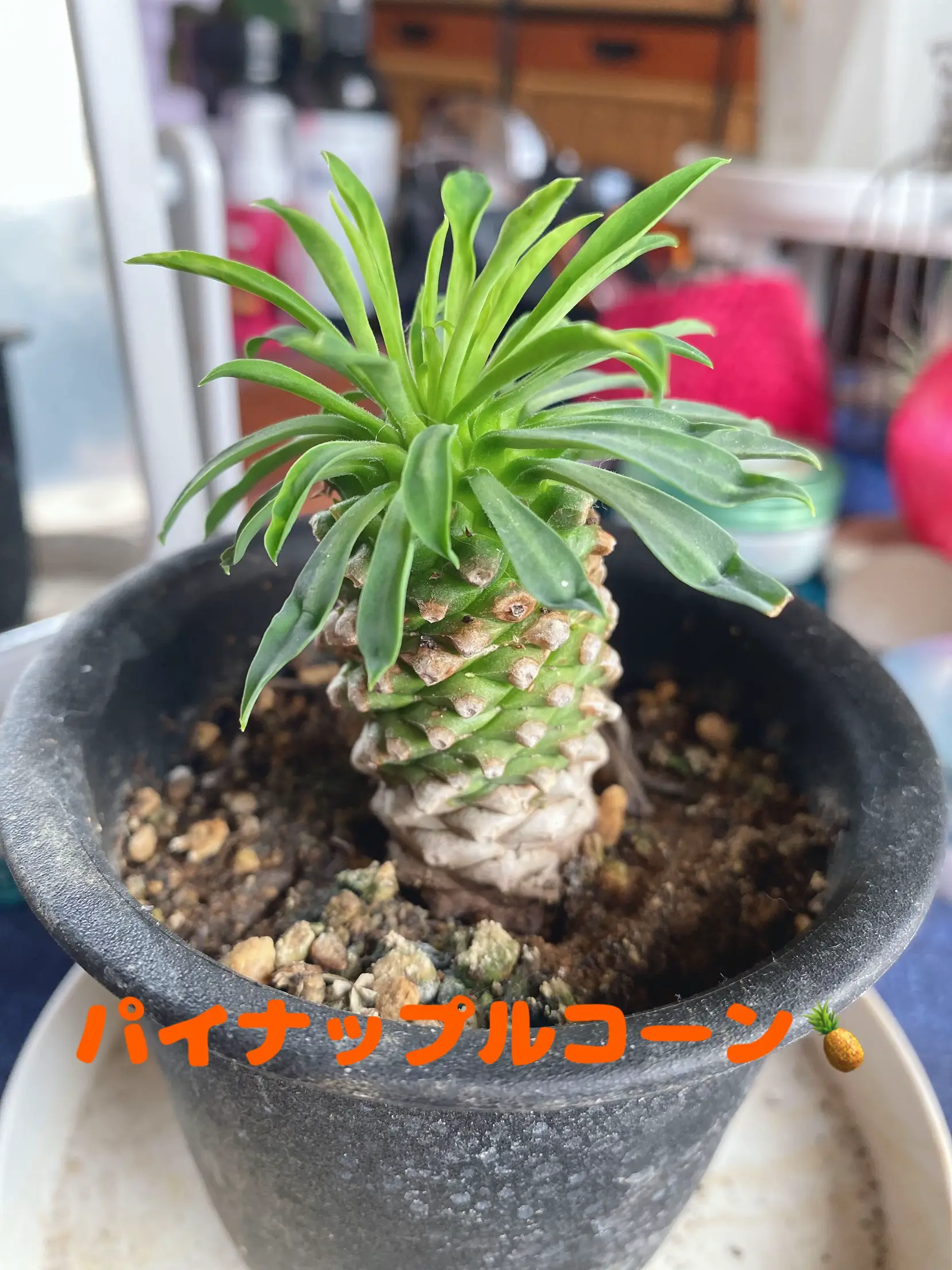 専用❣️多肉植物^o^ パイナップルコーン - 植物/観葉植物