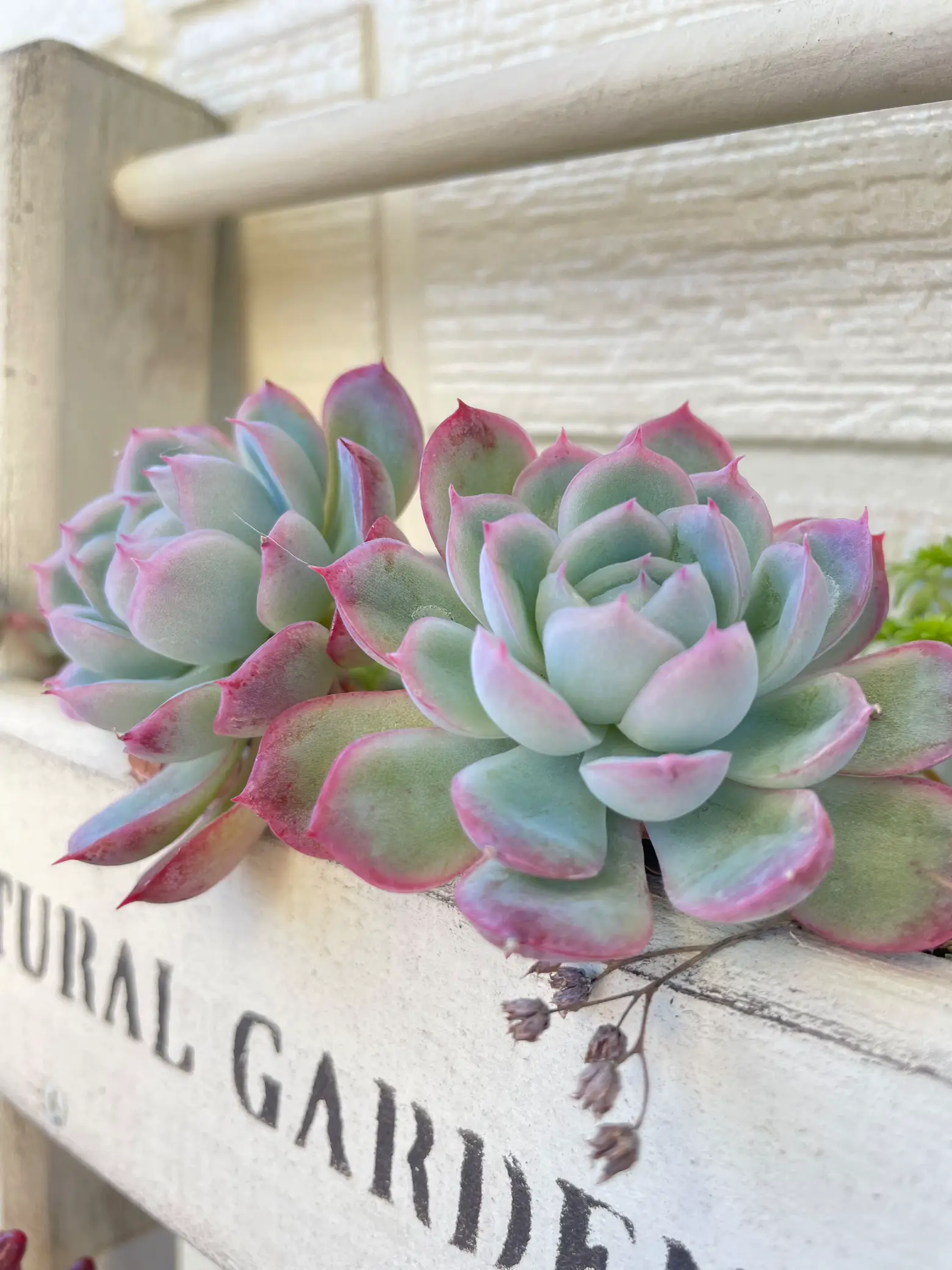 新商品♡愛（ハート葉）♡韓国苗♡多肉植物♡ - インテリア小物