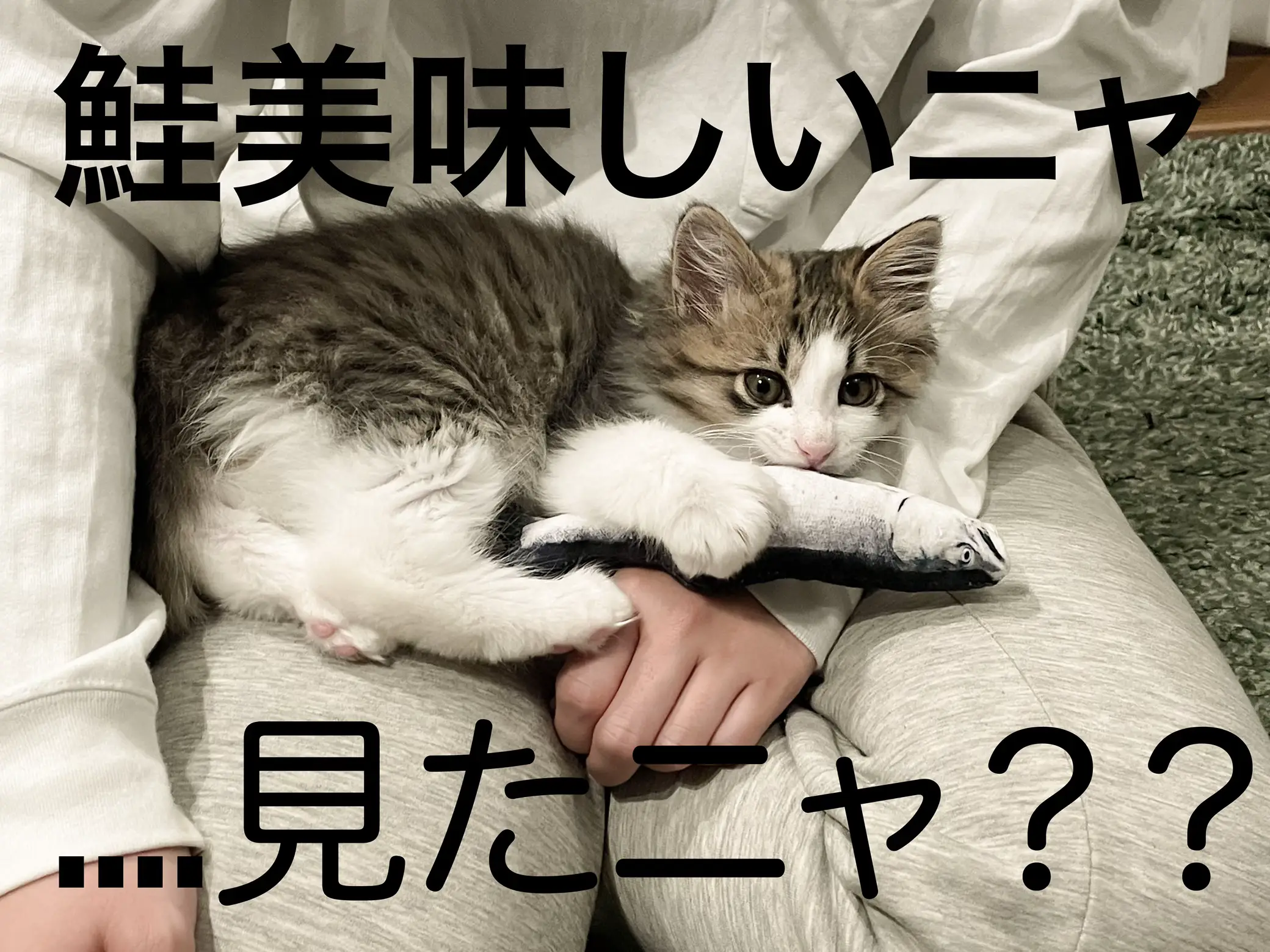 見たニャ！？ | 子猫のたぬちゃんが投稿したフォトブック | Lemon8