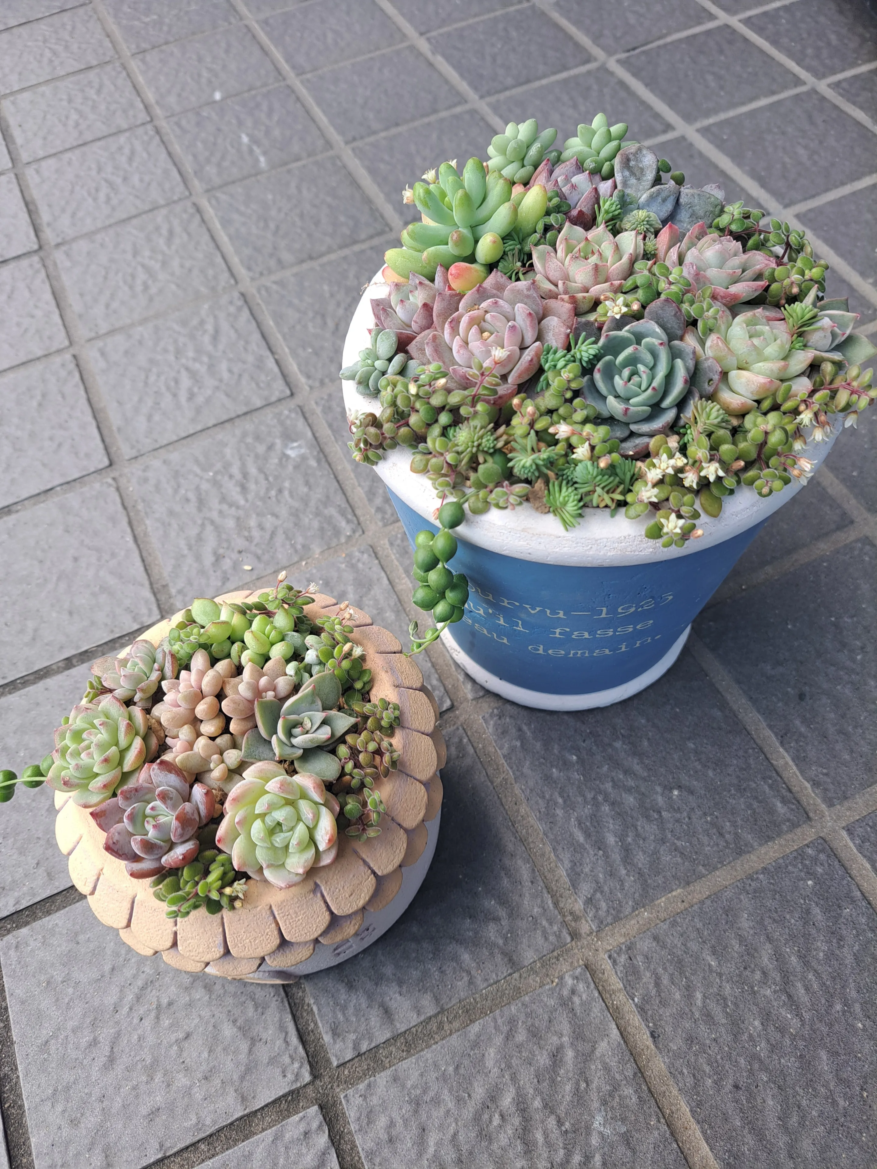 ‪ꫛꫀꪝアジアンタム＆多肉植物(ブラック)❁フェイクグリーン 寄せ植え風アレンジ ꫛꫀꪝアジアンタム＆多肉植物(ブラック)❁フェイクグリーン