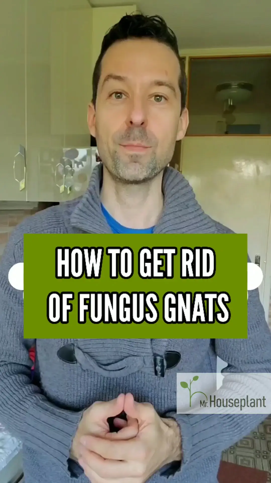 how-to-get-rid-of-fungus-gnats-video-published-by-mr-houseplant-lemon8