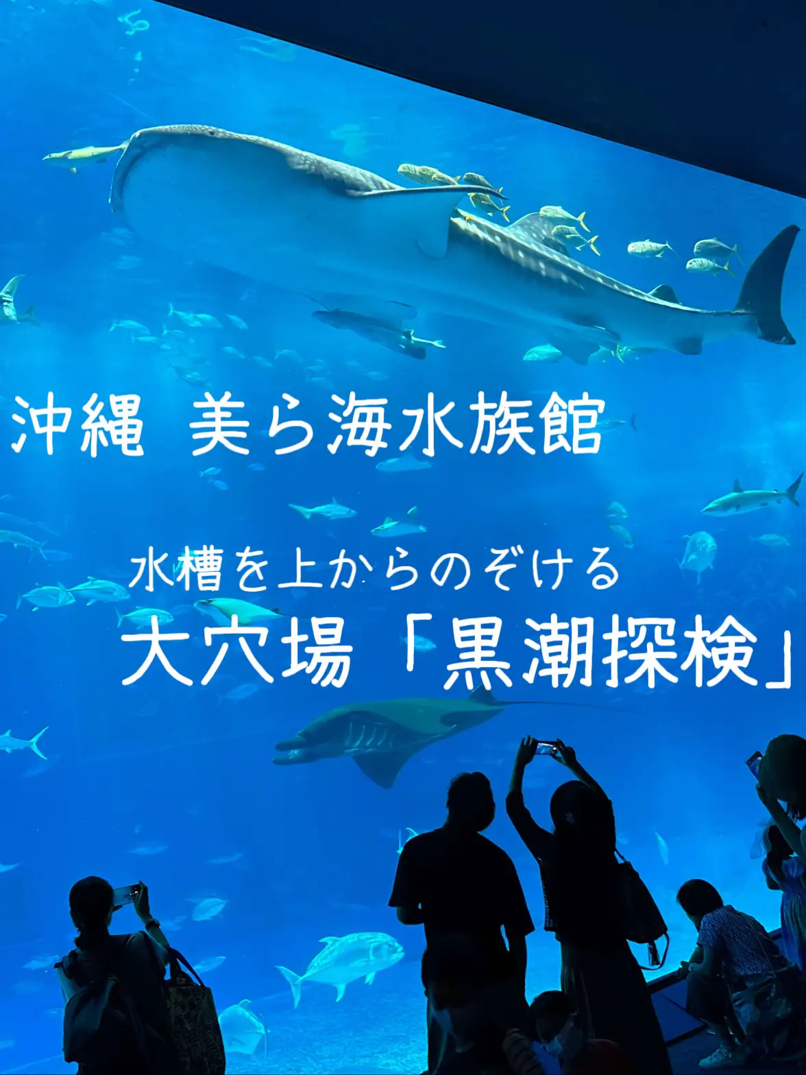 2024年の沖縄美ら海水族館お得のアイデア20選