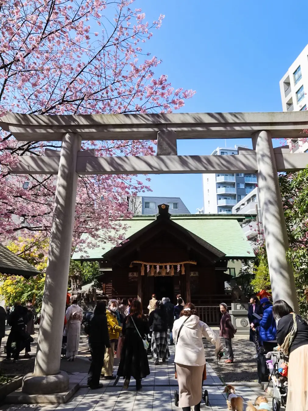 【SNSで話題】ミモザ×河津桜の激かわいい神社は、強運を授ける神社だった⛩️📍東京/蔵前 | お出かけちろりっぷが投稿したフォトブック ...