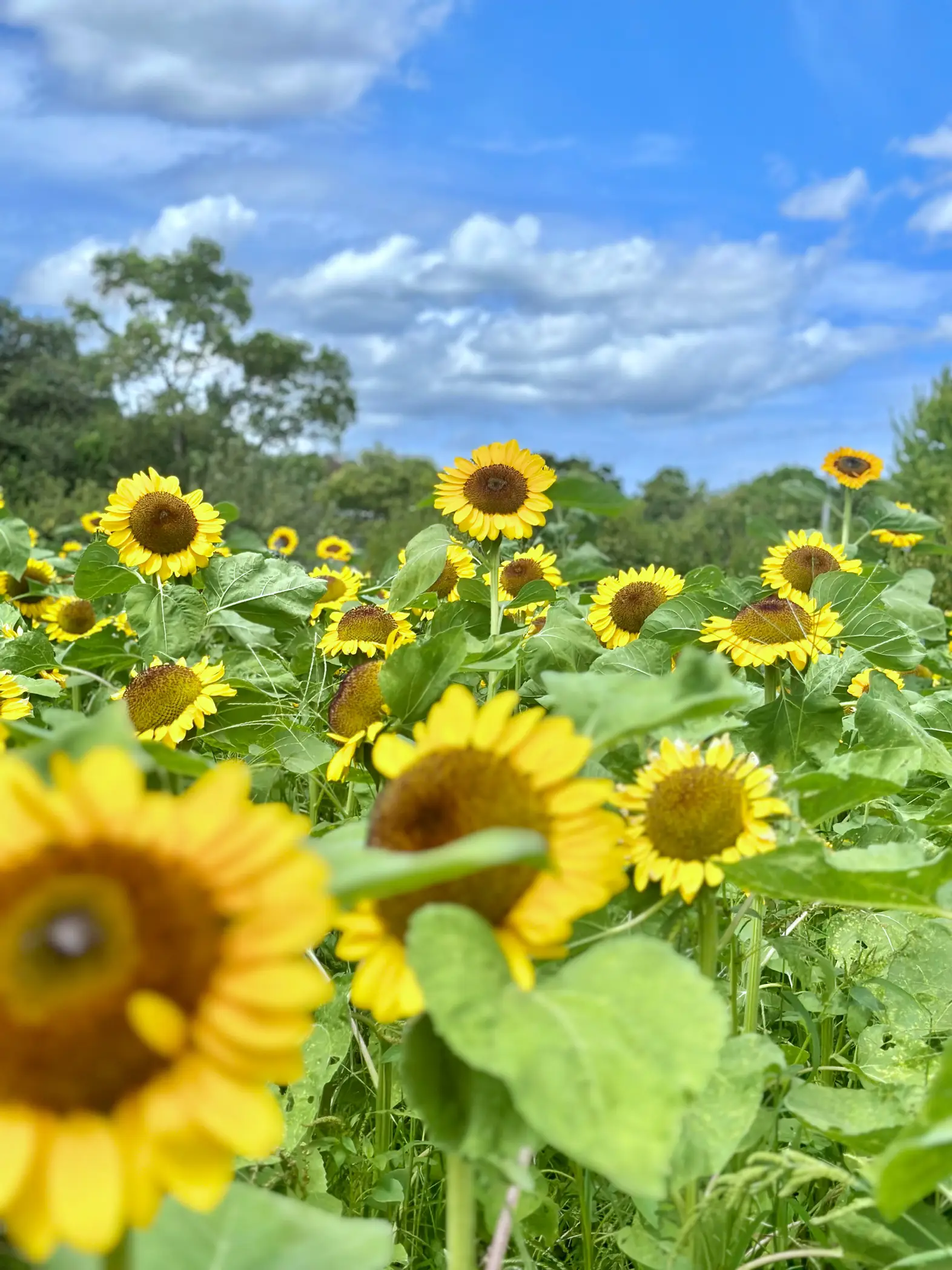 Nagai Botanical Garden - Lemon8検索