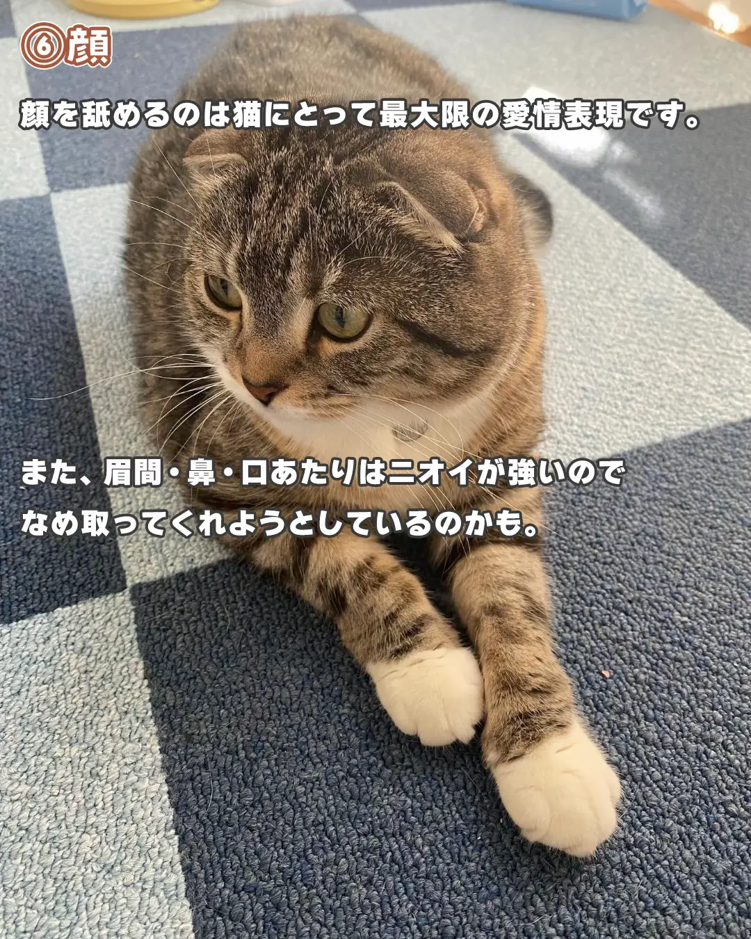 猫が舐めてくる体のパーツとそれぞれに隠された意味🙀 ねこぞーが投稿したフォトブック Lemon8