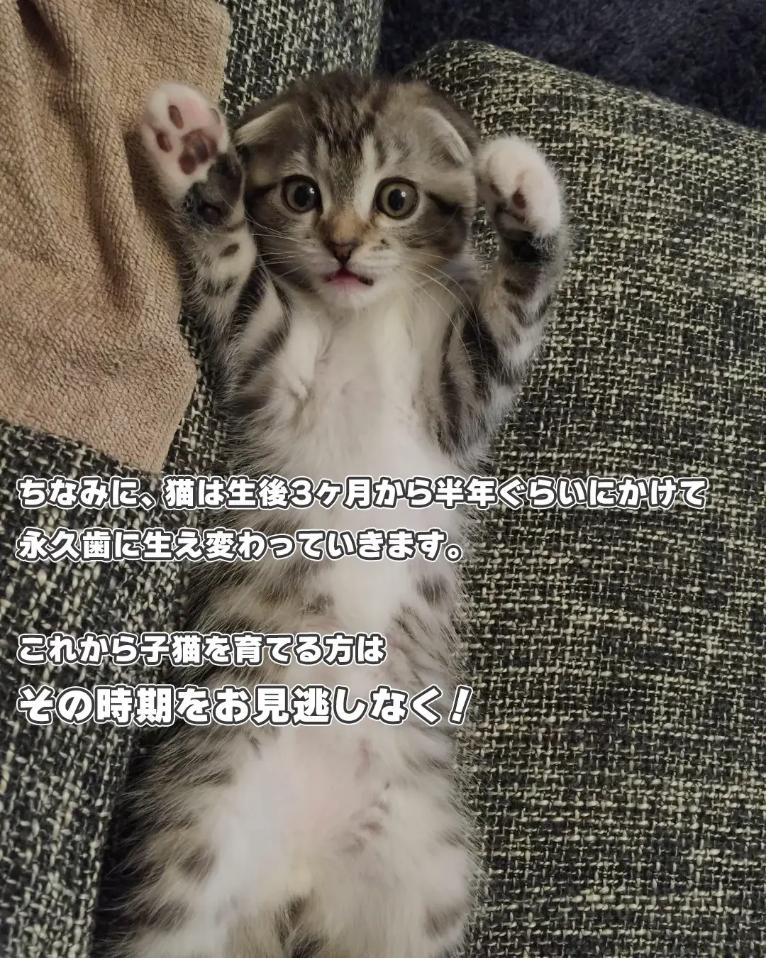 最後が・・・猫からの贈り物5選🎁✨ | ねこぞーが投稿したフォト