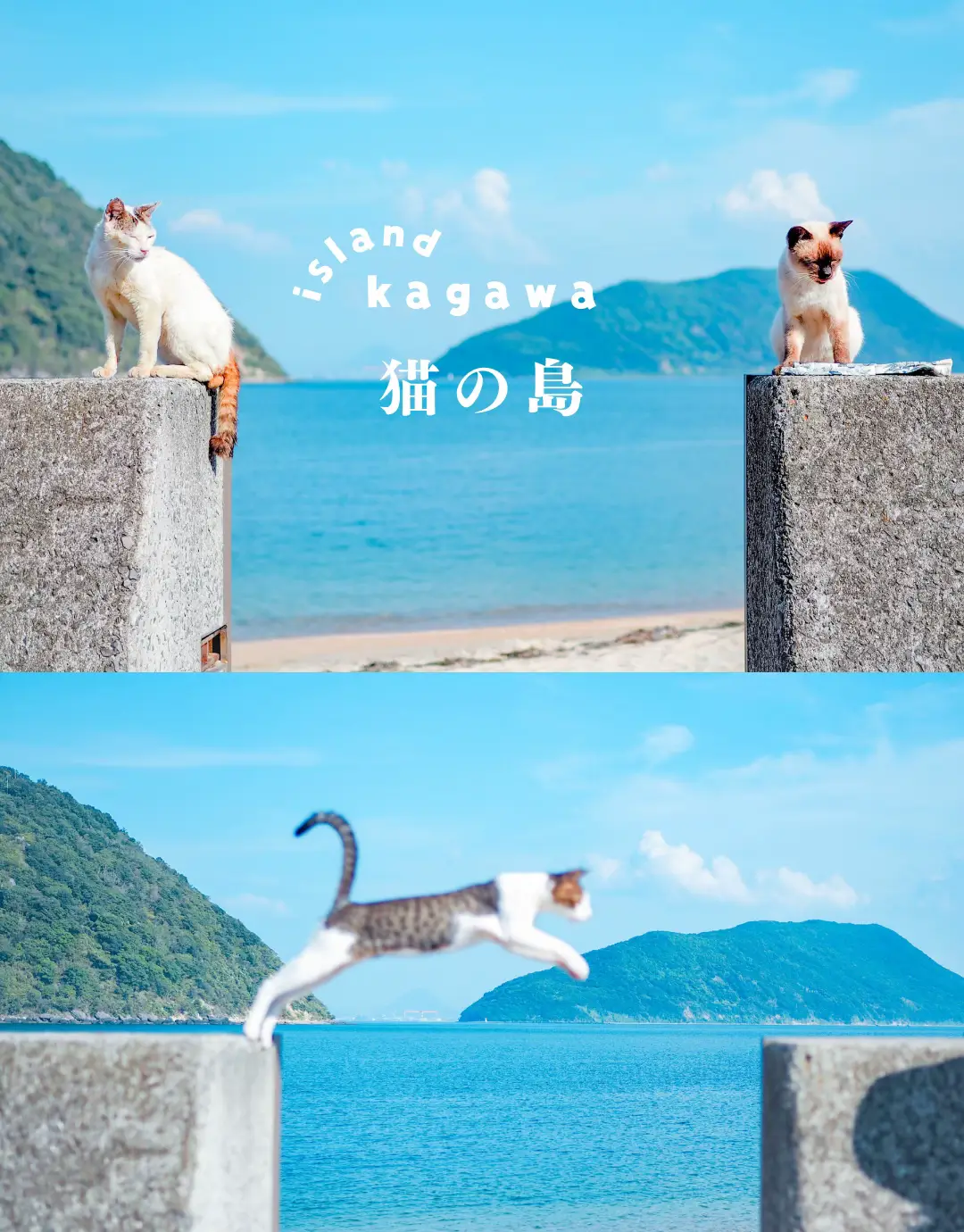 香川】猫の島🏝️可愛い猫ちゃんと名言に癒される✨ | 絶景まりナビが