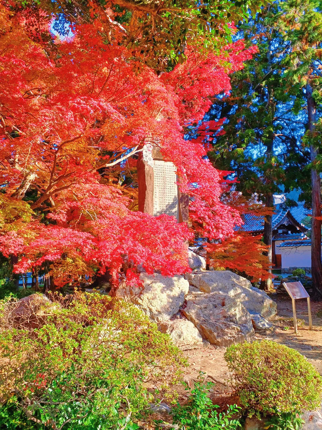 【京都ぶらり】2023京都紅葉 ベストシーズン南禅寺の紅葉の画像 (3枚目)
