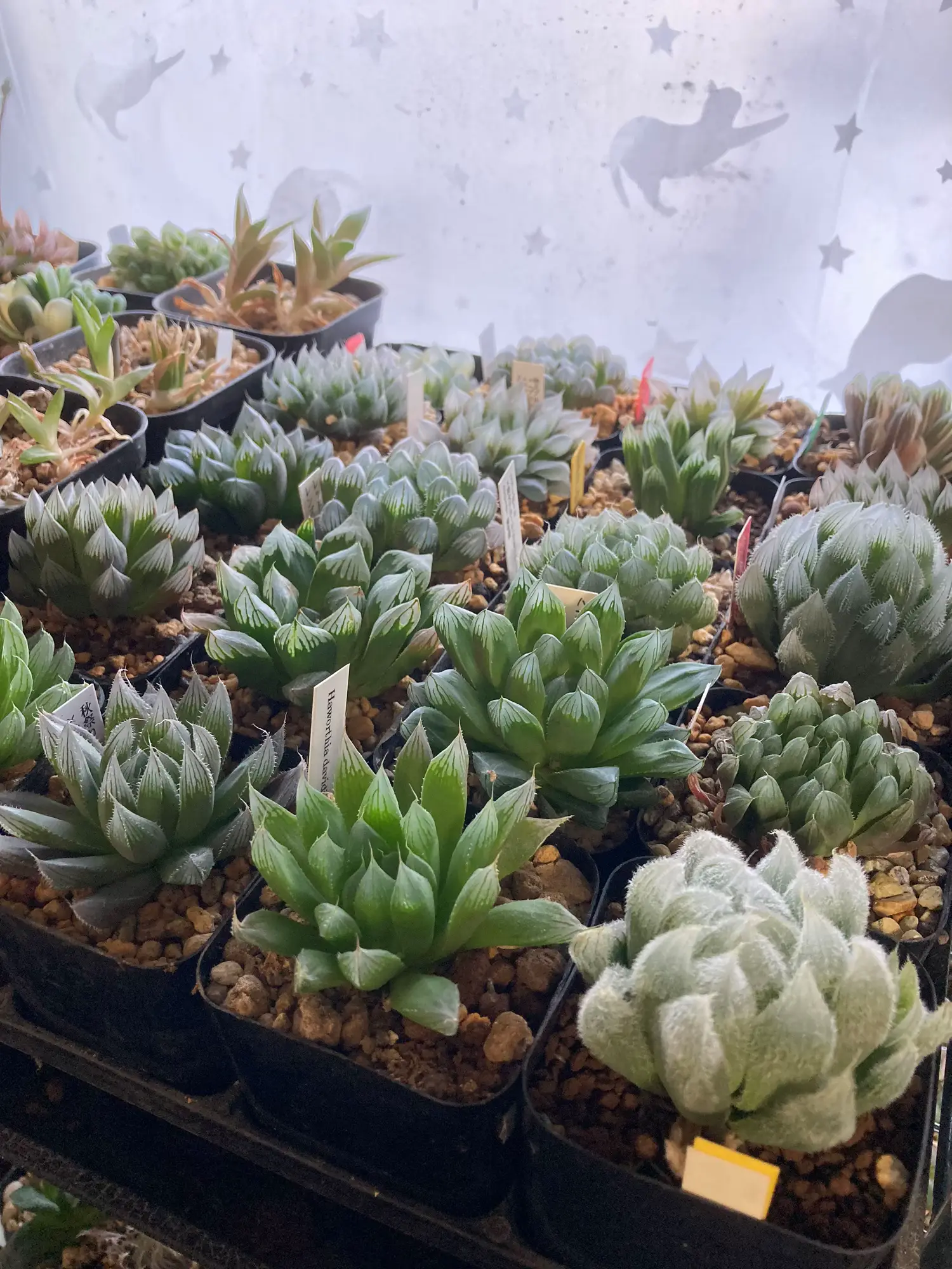 キノピヨ】星桃錦からの葉挿し Vlog 819] [Succulents] Momotaro Leaf