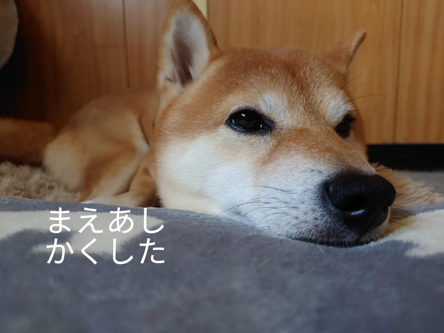 あごのせさいこー | 柴犬 ちびさんが投稿したフォトブック | Lemon8