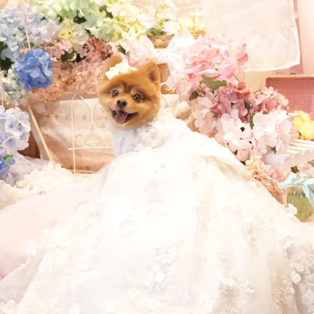 Pomeranian 2024 wedding dress